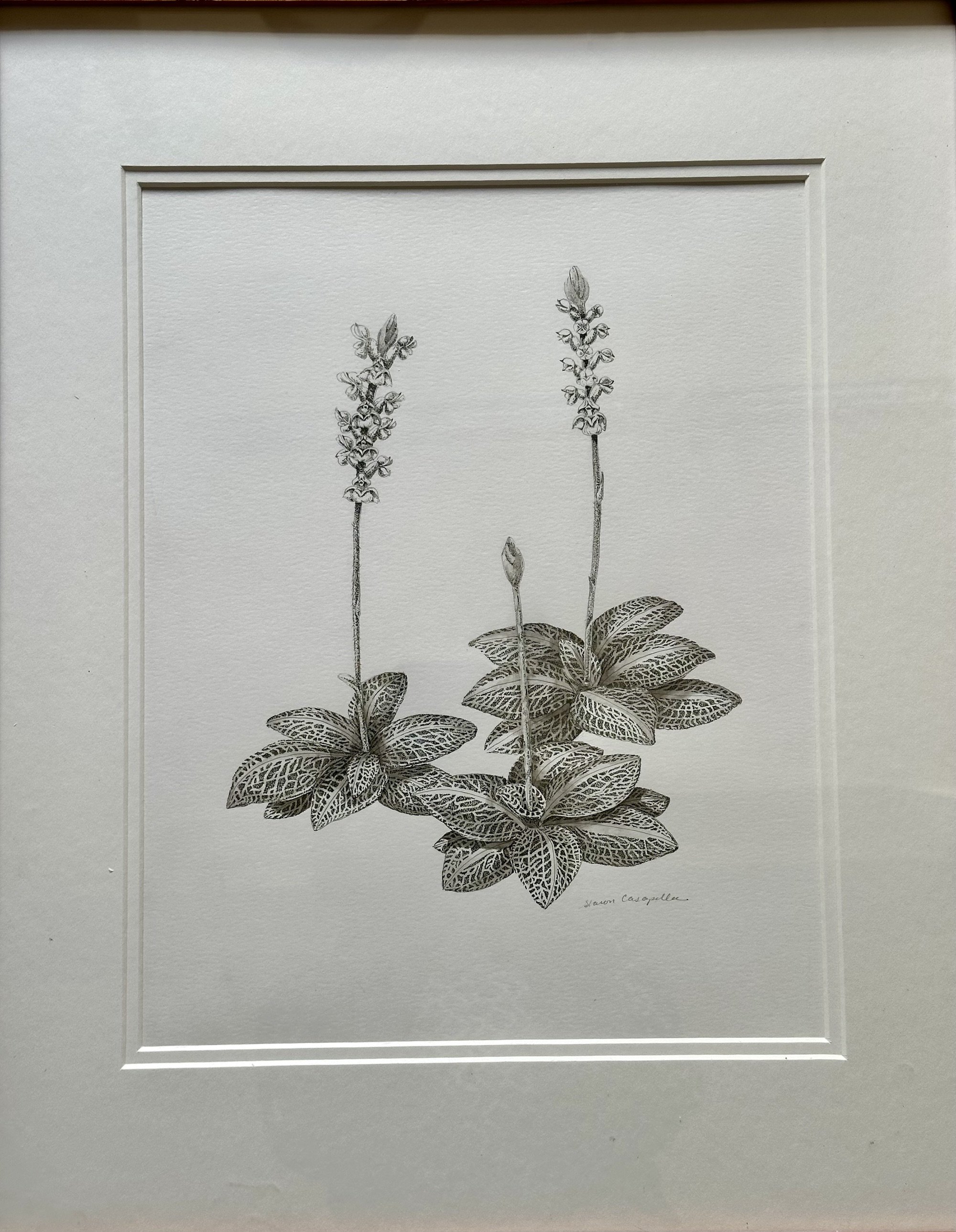 submission-3_slc_goodyera-pubescens.jpg