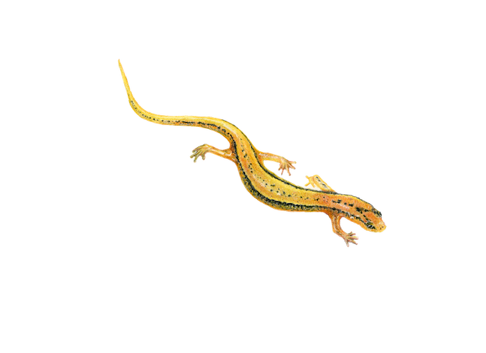 Amphibians