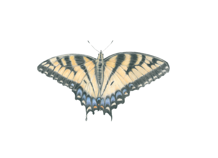Insects