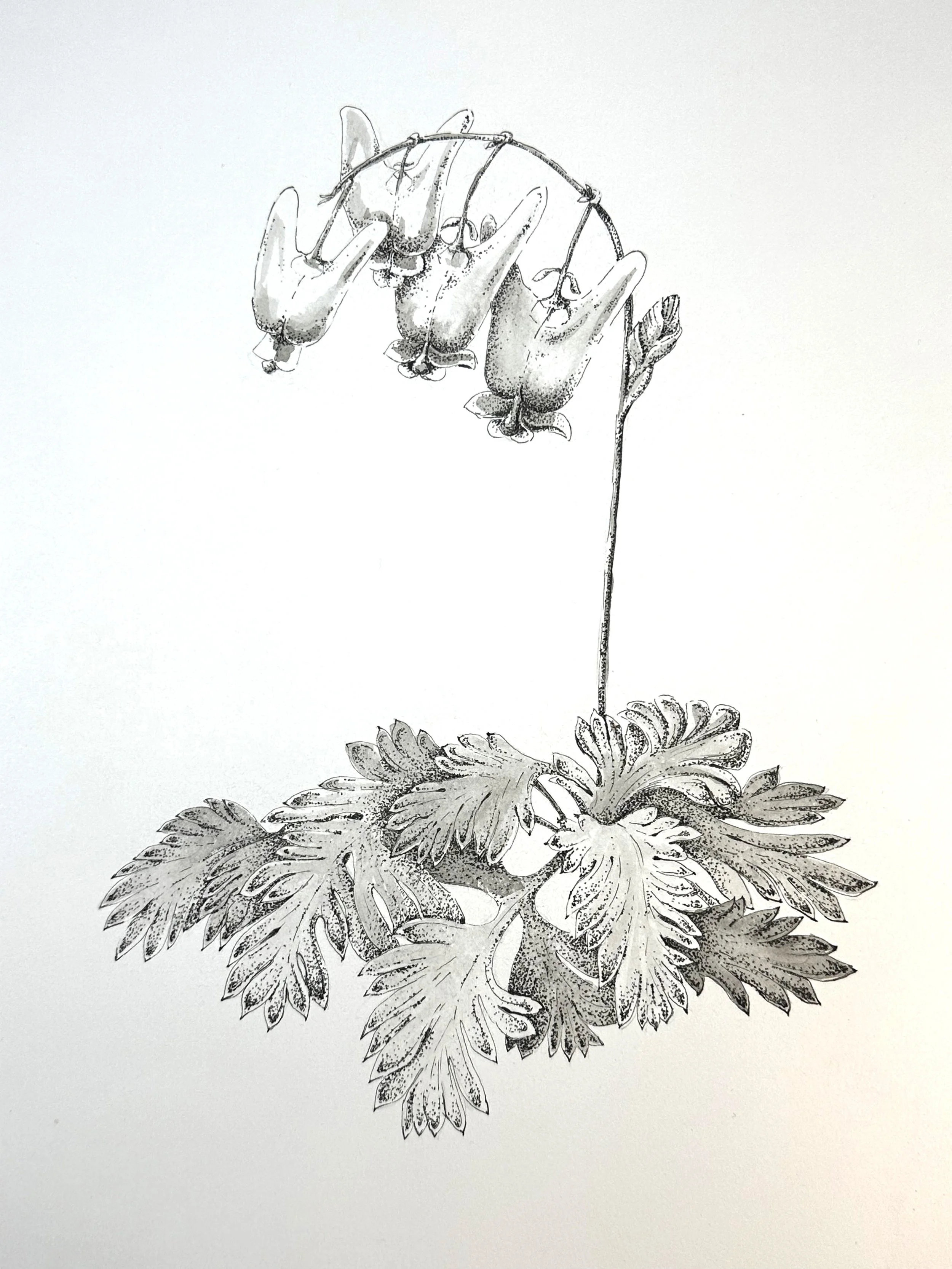 Sharon Casapulla, Dutchmans Breeches. pen/ink on paper.