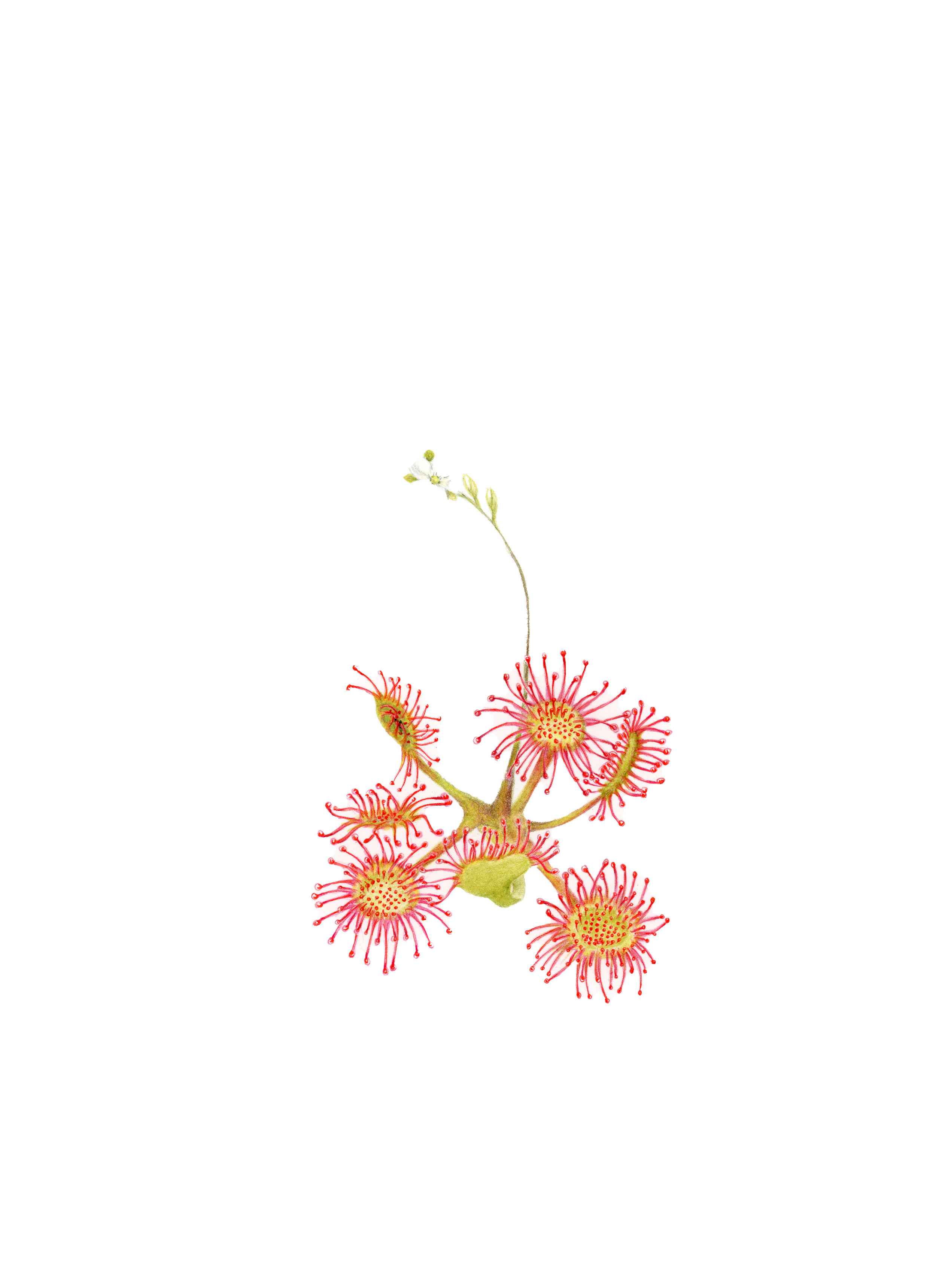 Sharon Casapulla, Sundew. Colored pencil on paper.