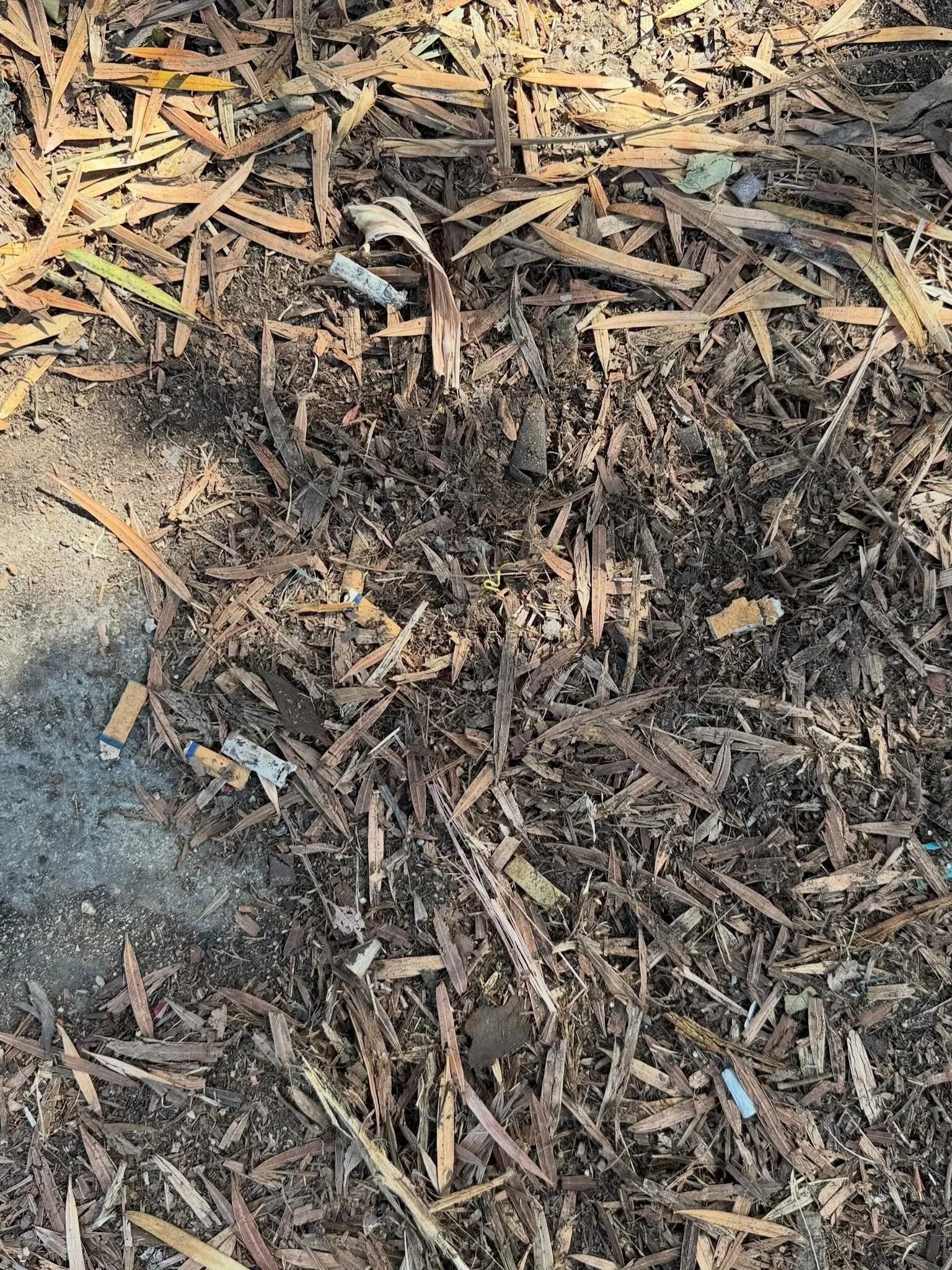 🚭How many butts can you see?  Swipe for the answer!🚭
#dontbeabutthead #venicecommunitycleanups #earthdayeveryday #environment #veniceca