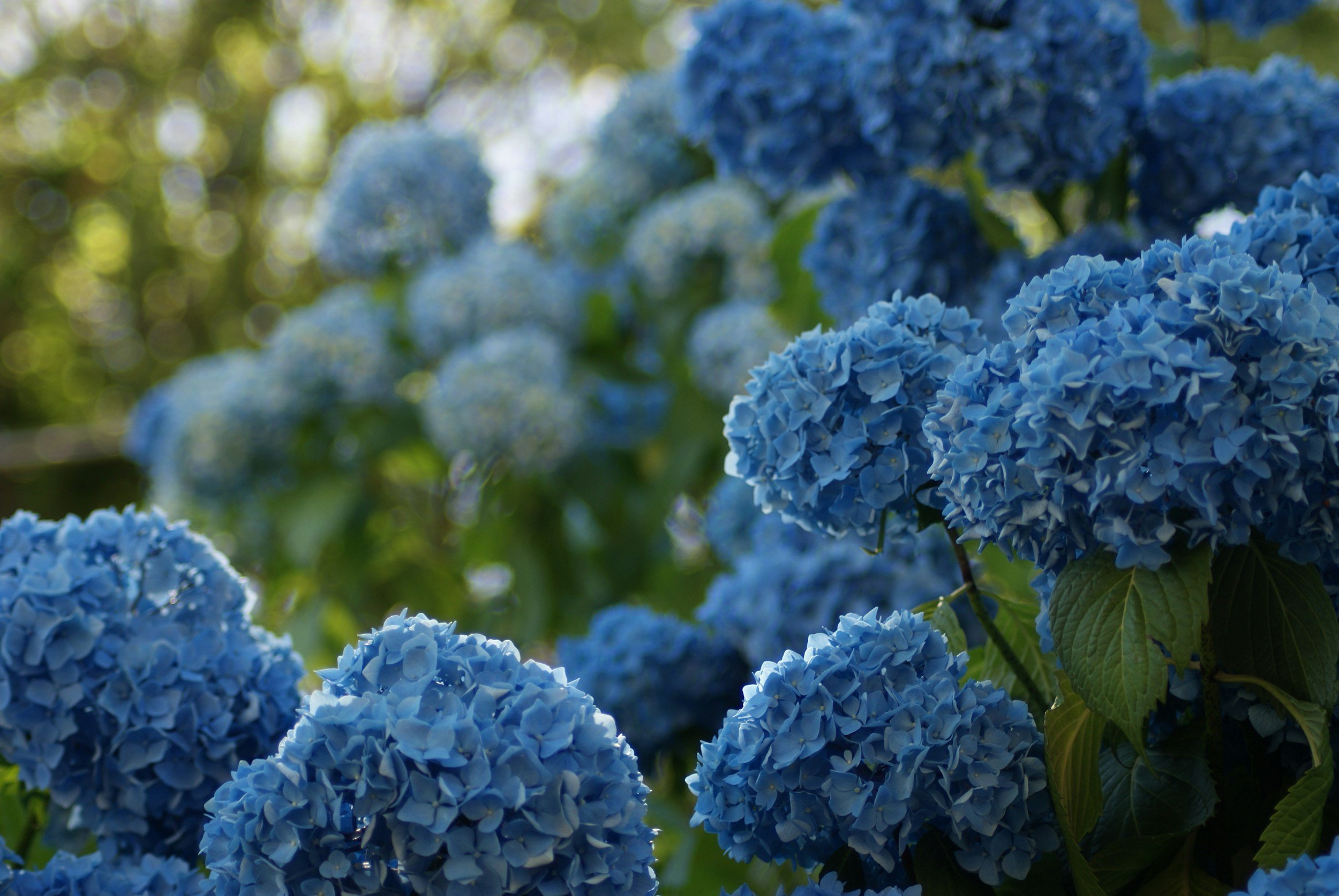 Close-up of blue hydrangea flowers with green leaves, outdoors in sunlight.