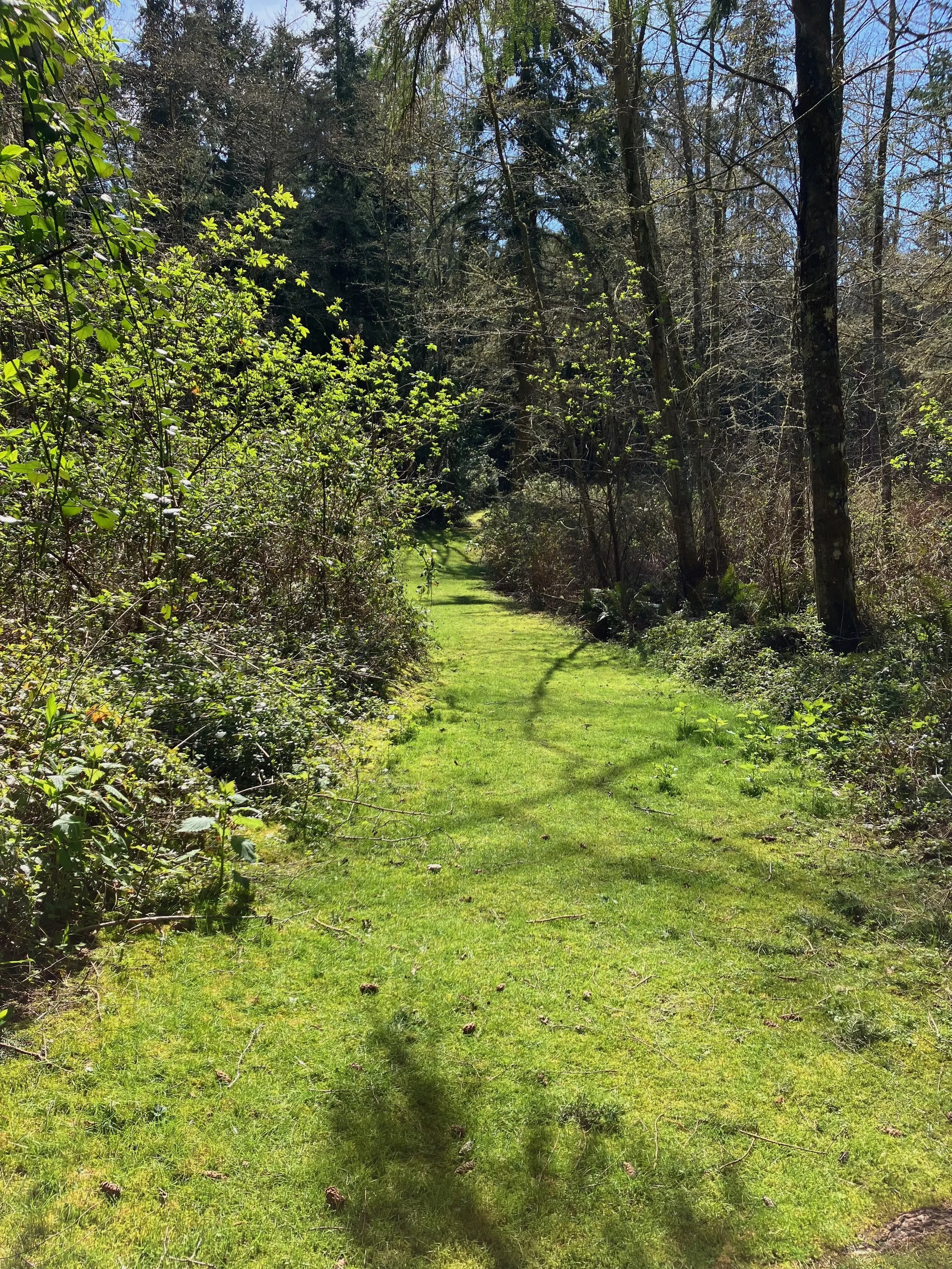 A narrow grassy trail through a dense forest with tall trees and budding leaves, sunlight filtering through the branches.