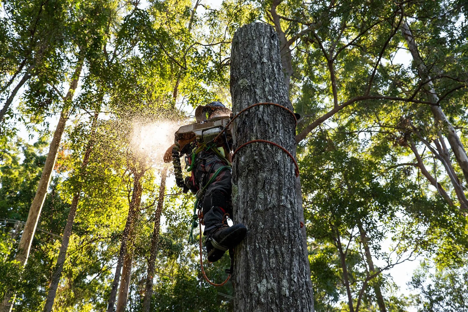An arborist climbing a tall tree with a chainsaw, cutting the trunk while wearing safety gear, with sunlight filtering through leaves.