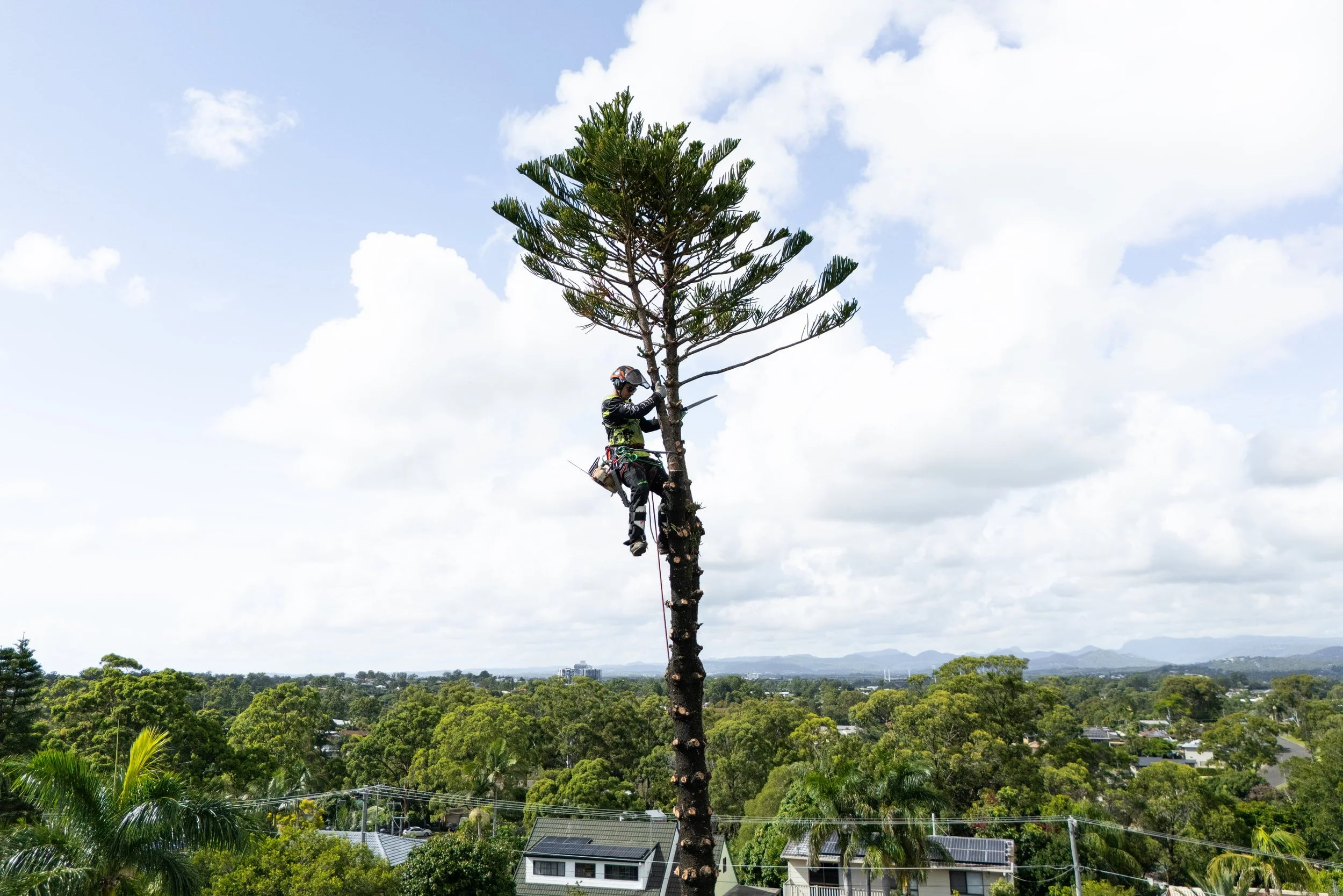 An arborist wearing a helmet and safety gear climbing a tall, pine tree in an open area with a cityscape and mountains in the background.