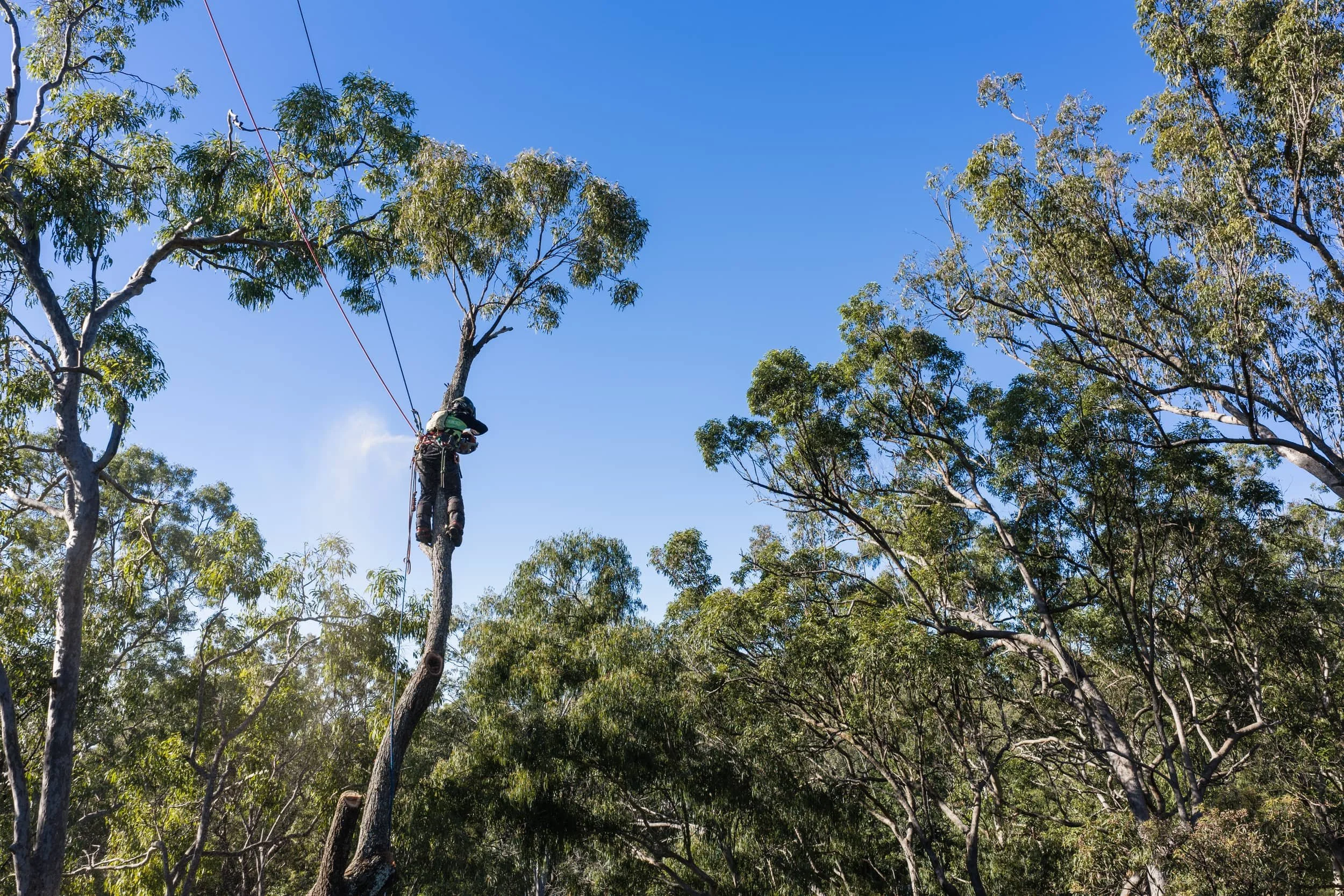 Overgrown or Dangerous Trees on the Gold Coast? A Safer Approach Than Lopping