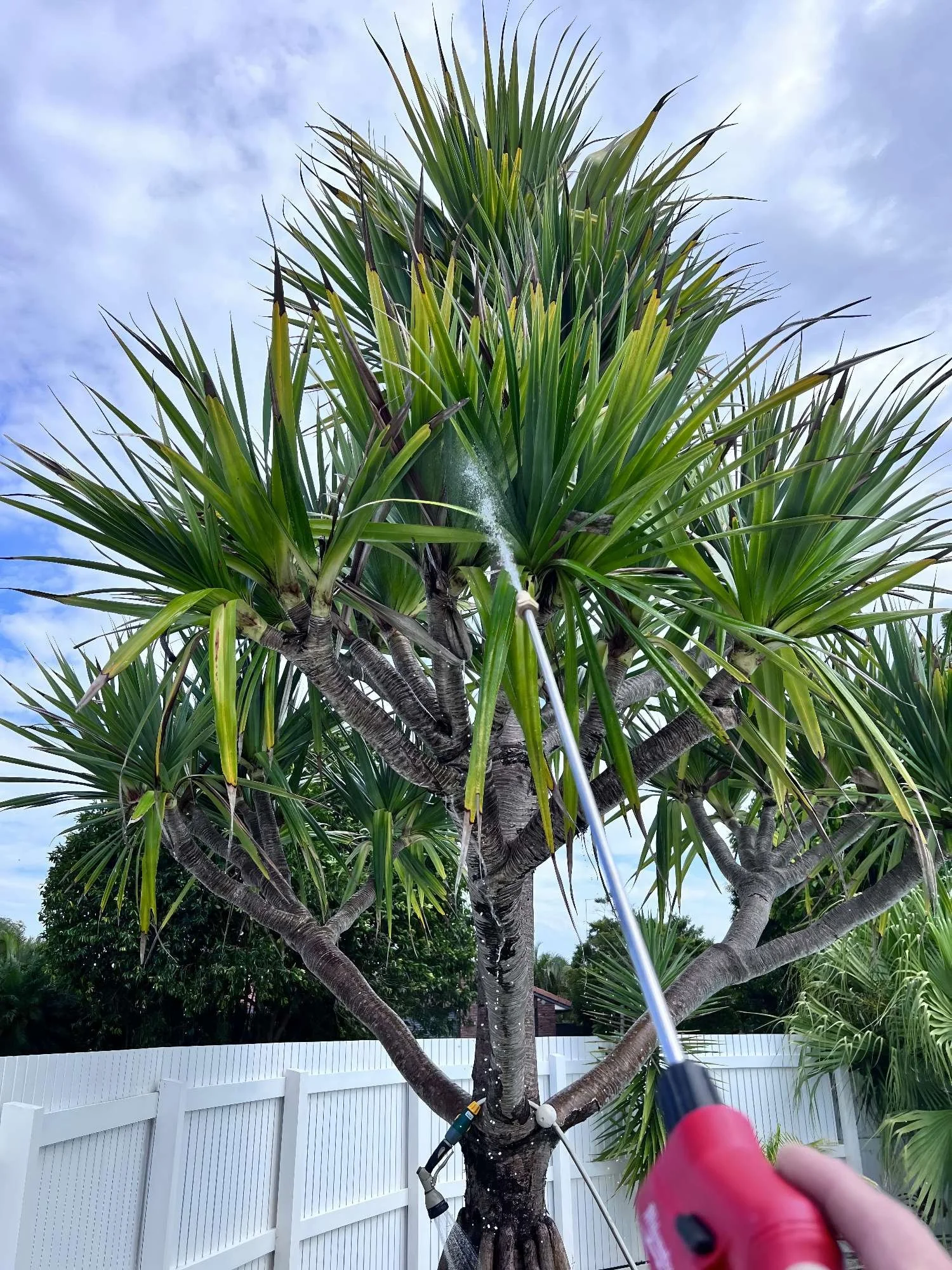 An arborist spraying treatment on a large Pandanus tree in a backyard, with a white fence and blue sky in the background.
