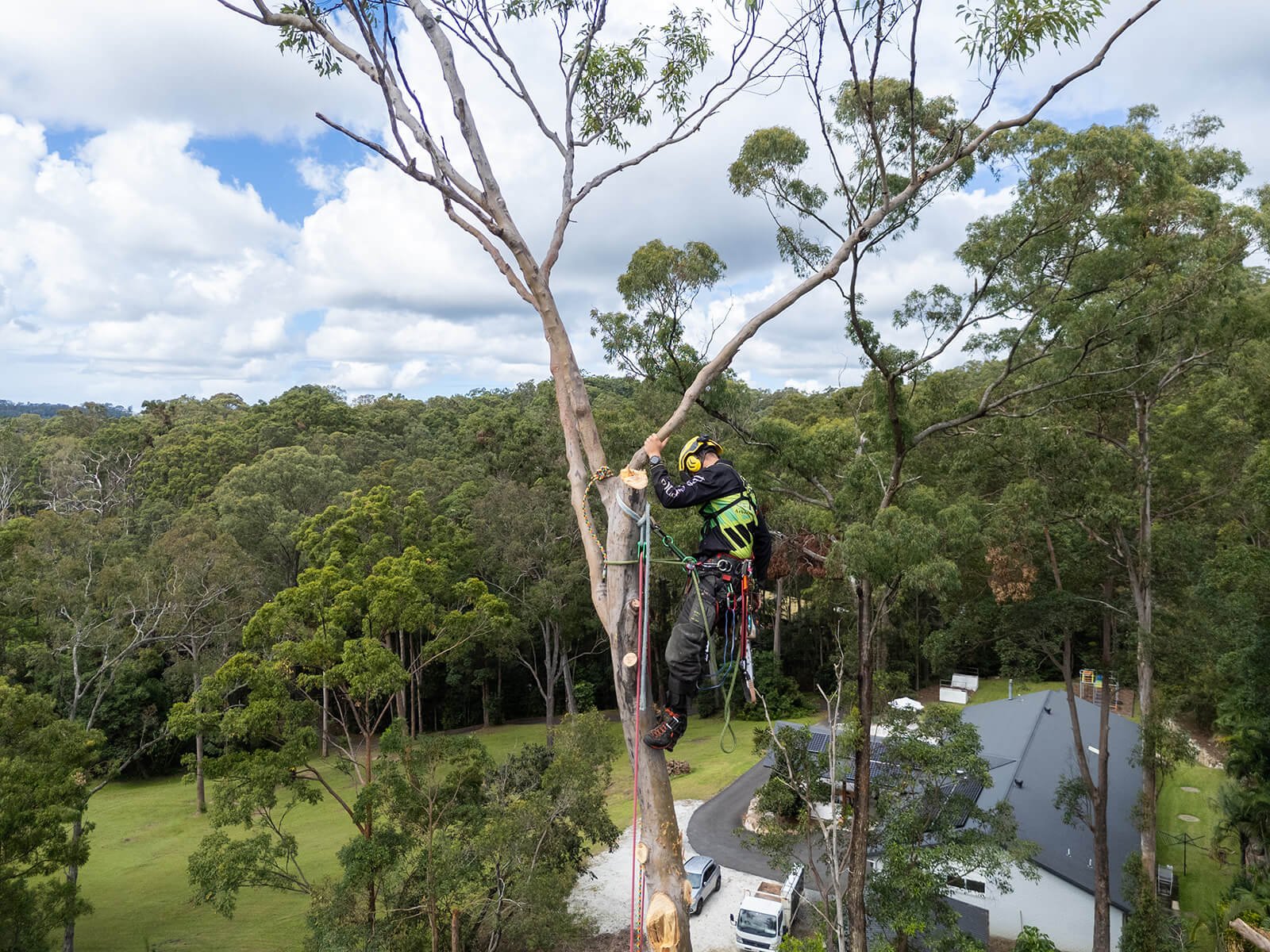 An arborist wearing safety gear trimming a tall tree with ropes and climbing equipment, with a background of lush green trees and a cloudy sky.