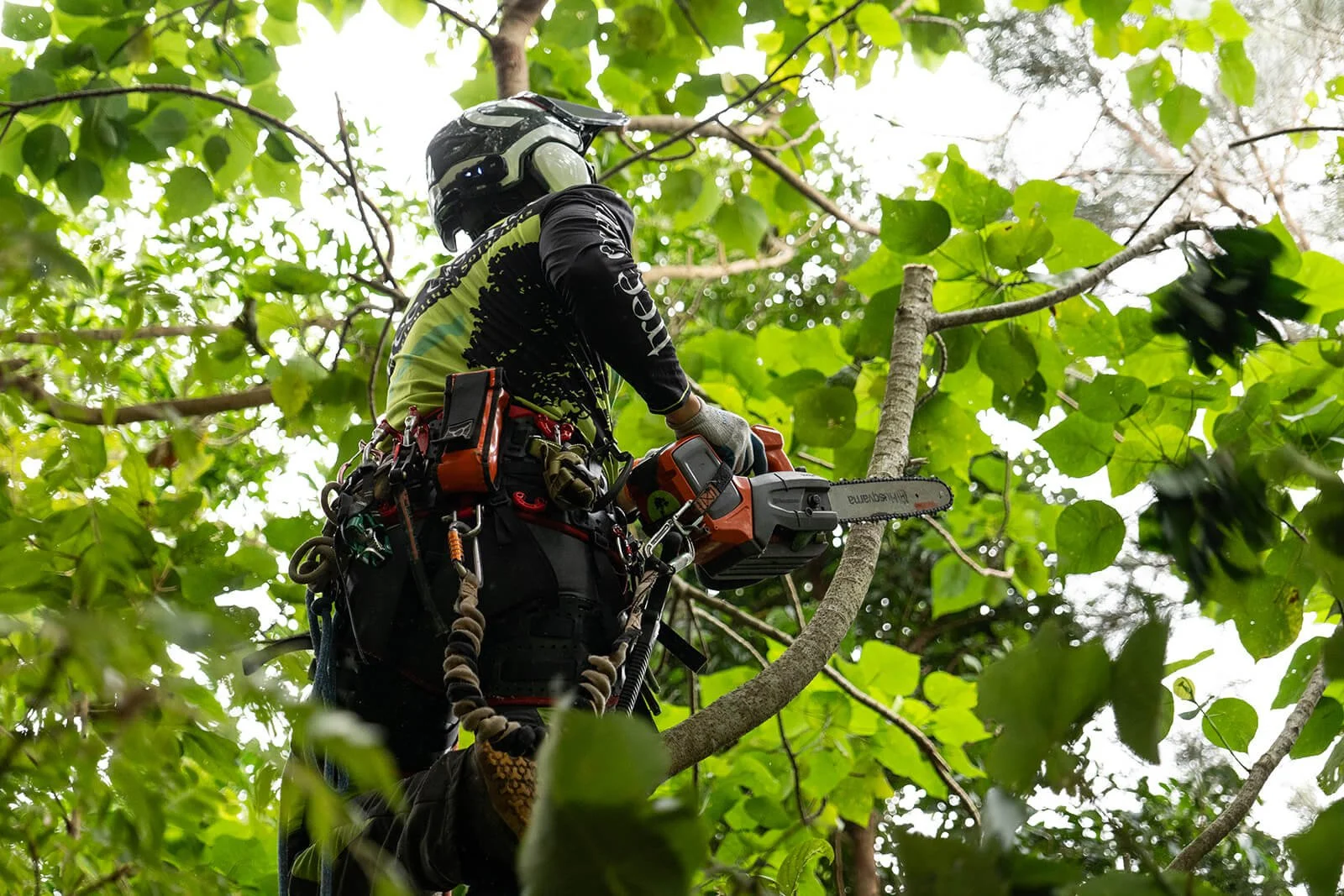 An arborist in a helmet and safety gear using a chainsaw to cut a tree branch in a green forest.