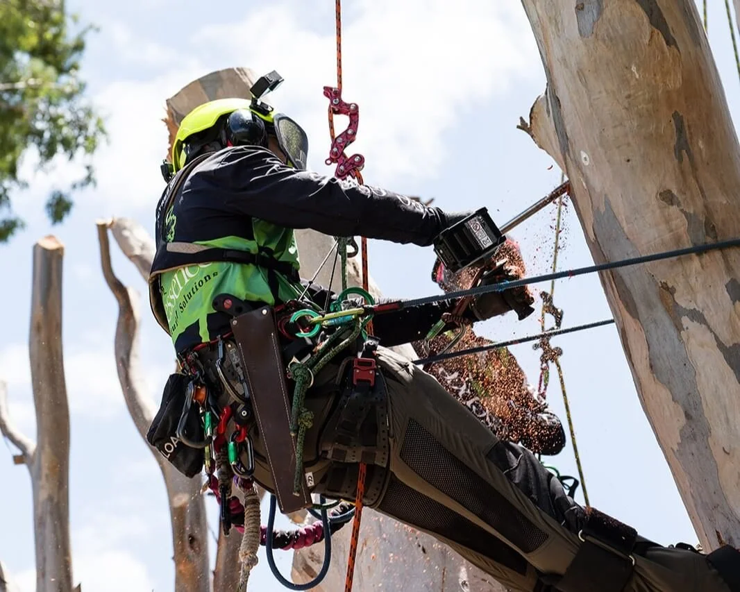 An arborist in safety gear and a helmet installing an artificial hollow for native wildlife on a large tree trunk, with sawdust or wood chips flying around.