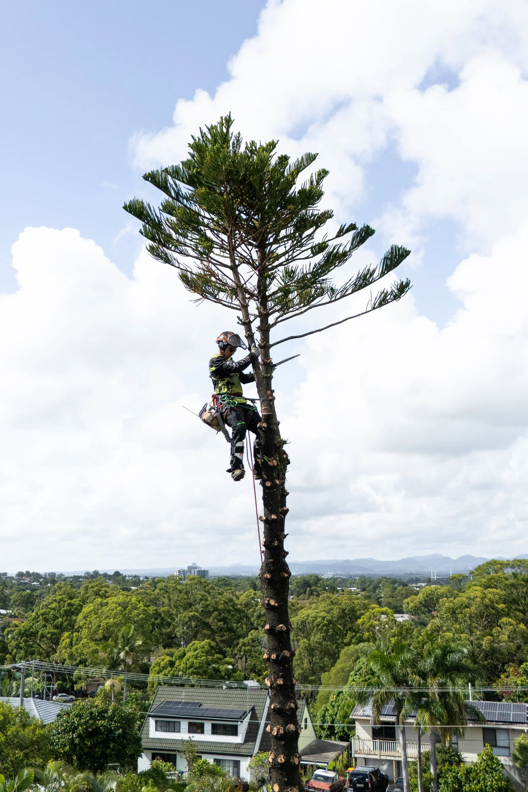 An arborist in climbing gear is cutting down a tall pine tree in a residential neighborhood with houses, trees, and a view of mountains in the background.