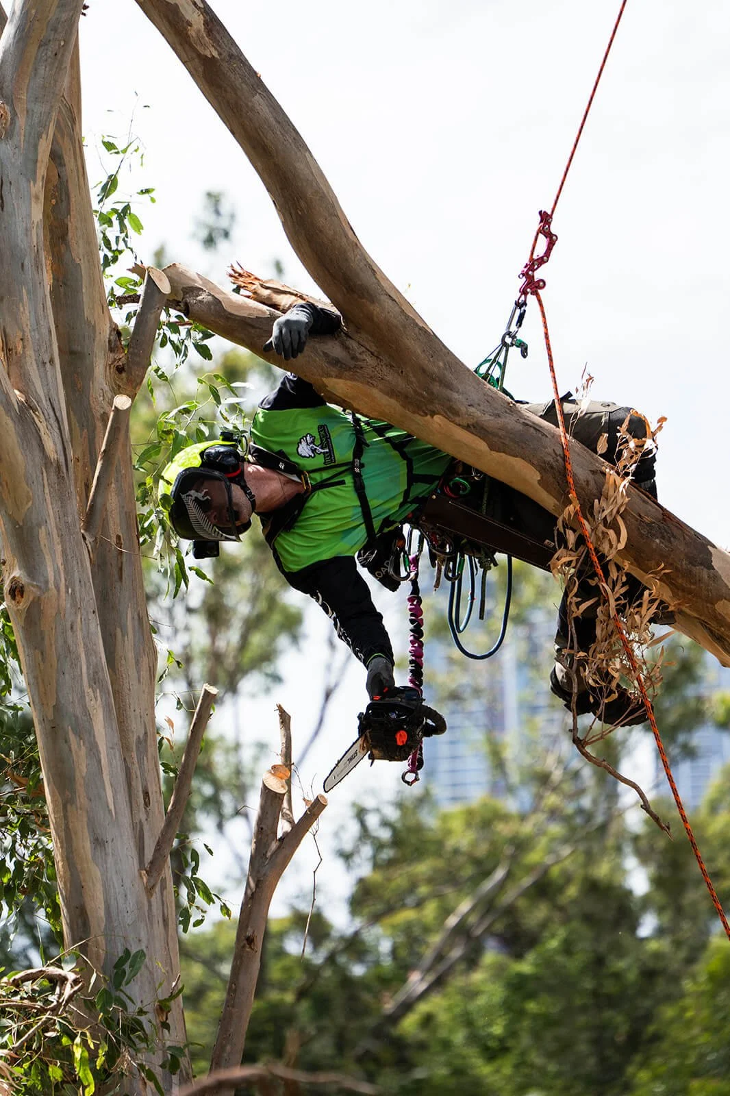 Arborist wearing a green shirt, safety helmet, and harness trimming a tree with a chainsaw.