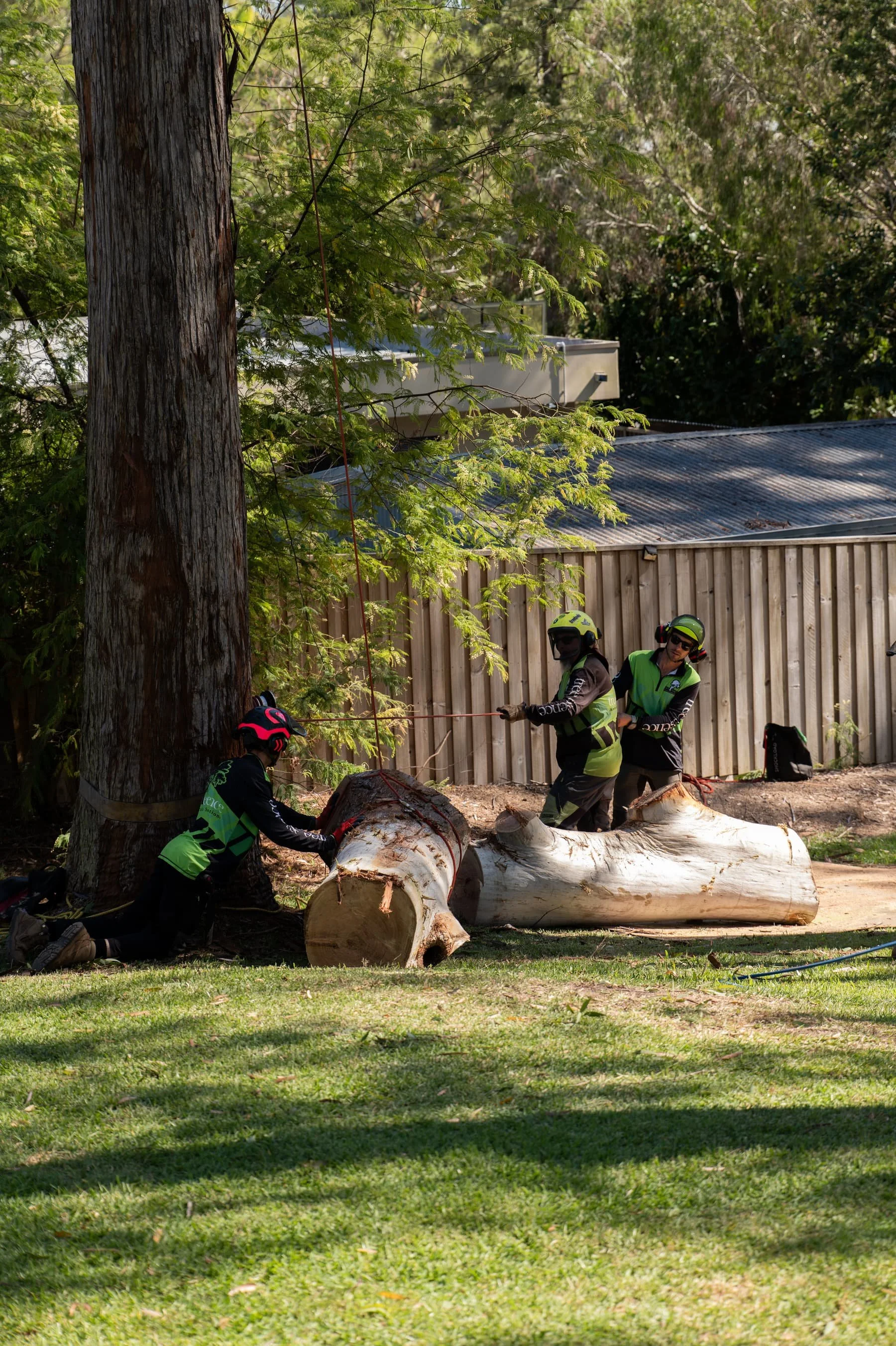 Workers in safety gear cutting tree logs in a yard with a wooden fence and house roof in the background.