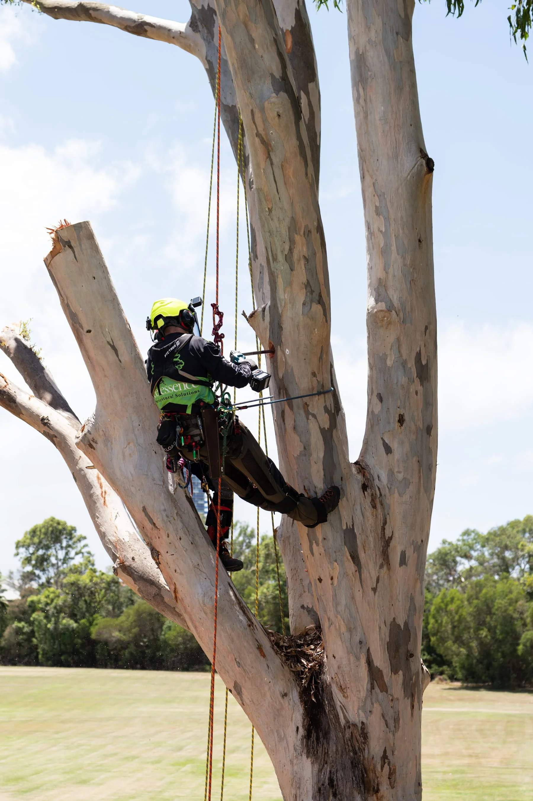 An arborist in climbing gear and safety helmet is in a large, tall tree with multiple thick trunks and peeling bark, using a drill to make an artificial hollow for native wildlife. An outdoor park or field, with trees and grass is in the background.