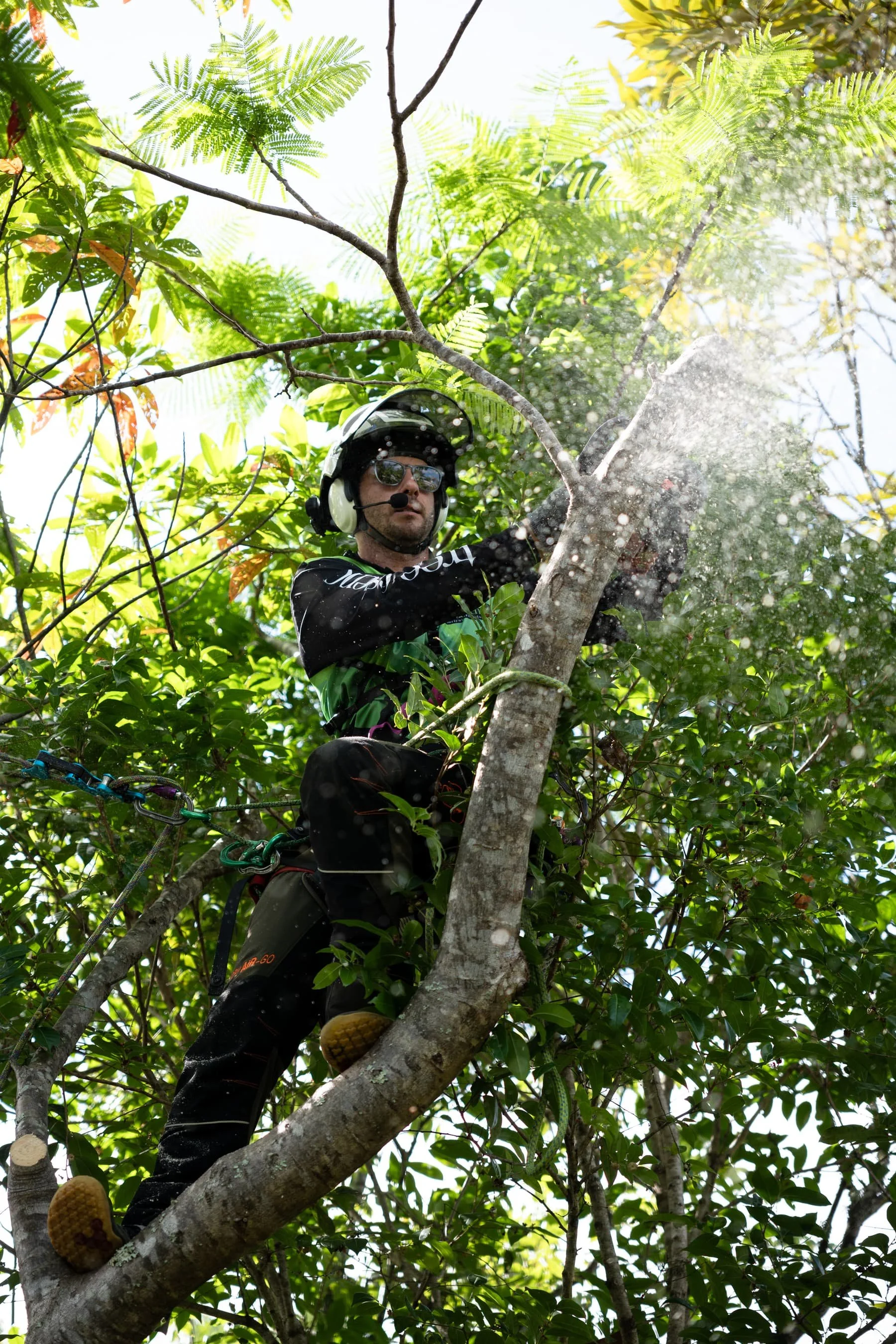 Arborist wearing a helmet and sunglasses climbing a tree with ropes, using a chainsaw to cut a branch, surrounded by green leaves and branches.