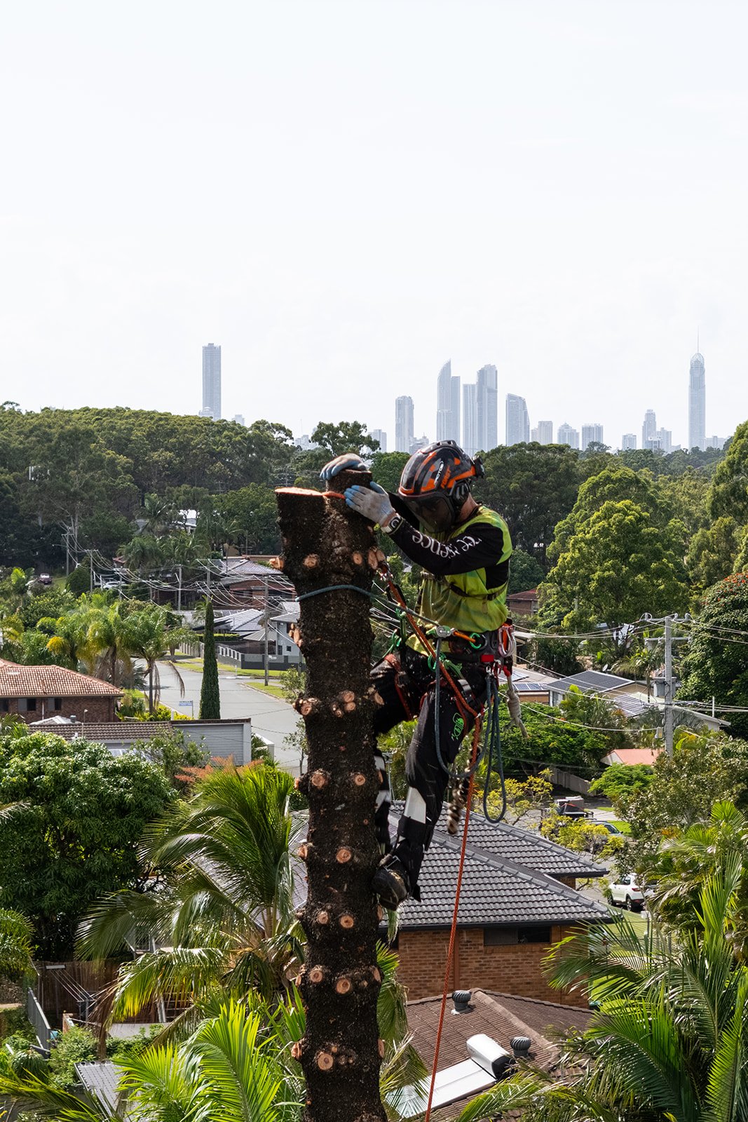 An arborist wearing a helmet and climbing gear trimming a tall tree with a chainsaw, with a city skyline in the background.