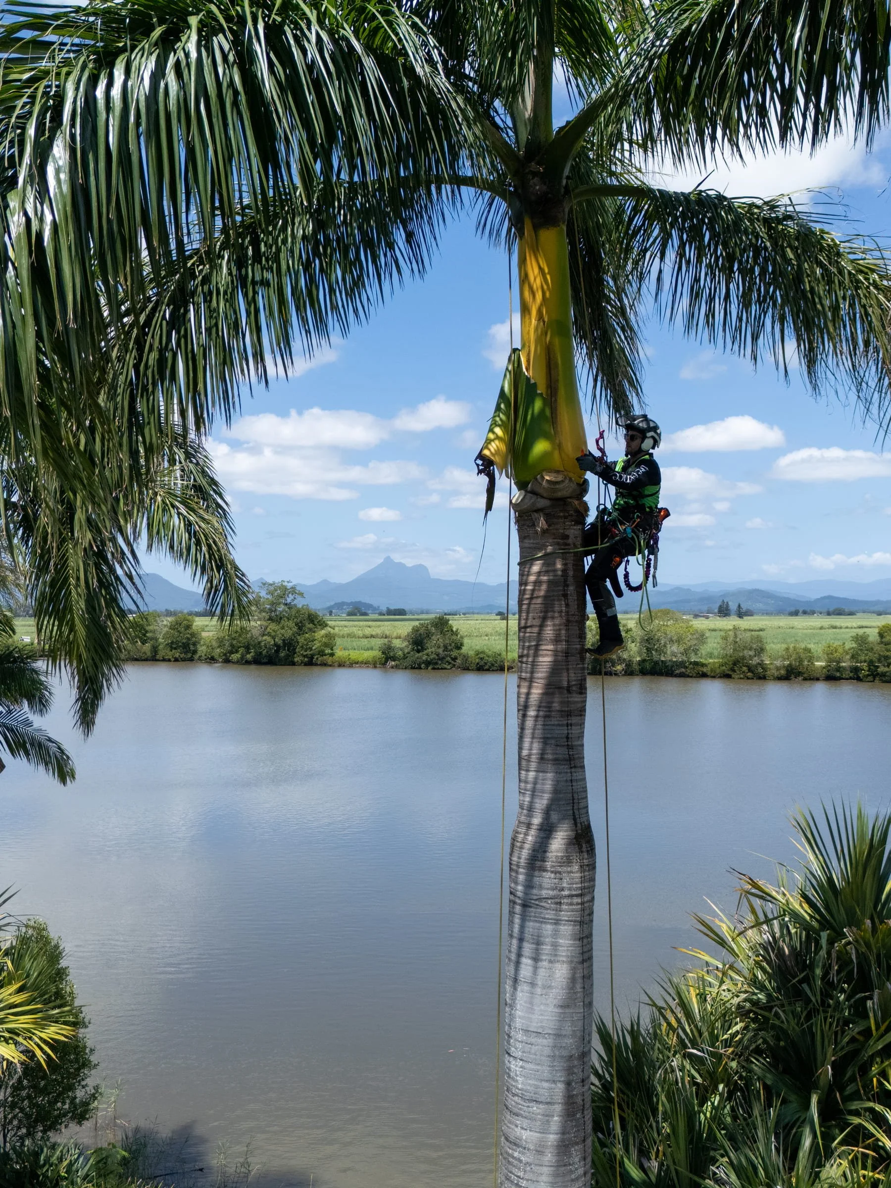 An arborist climbing a palm tree near a body of water, a river, with lush green vegetation and mountains in the background on a clear day.