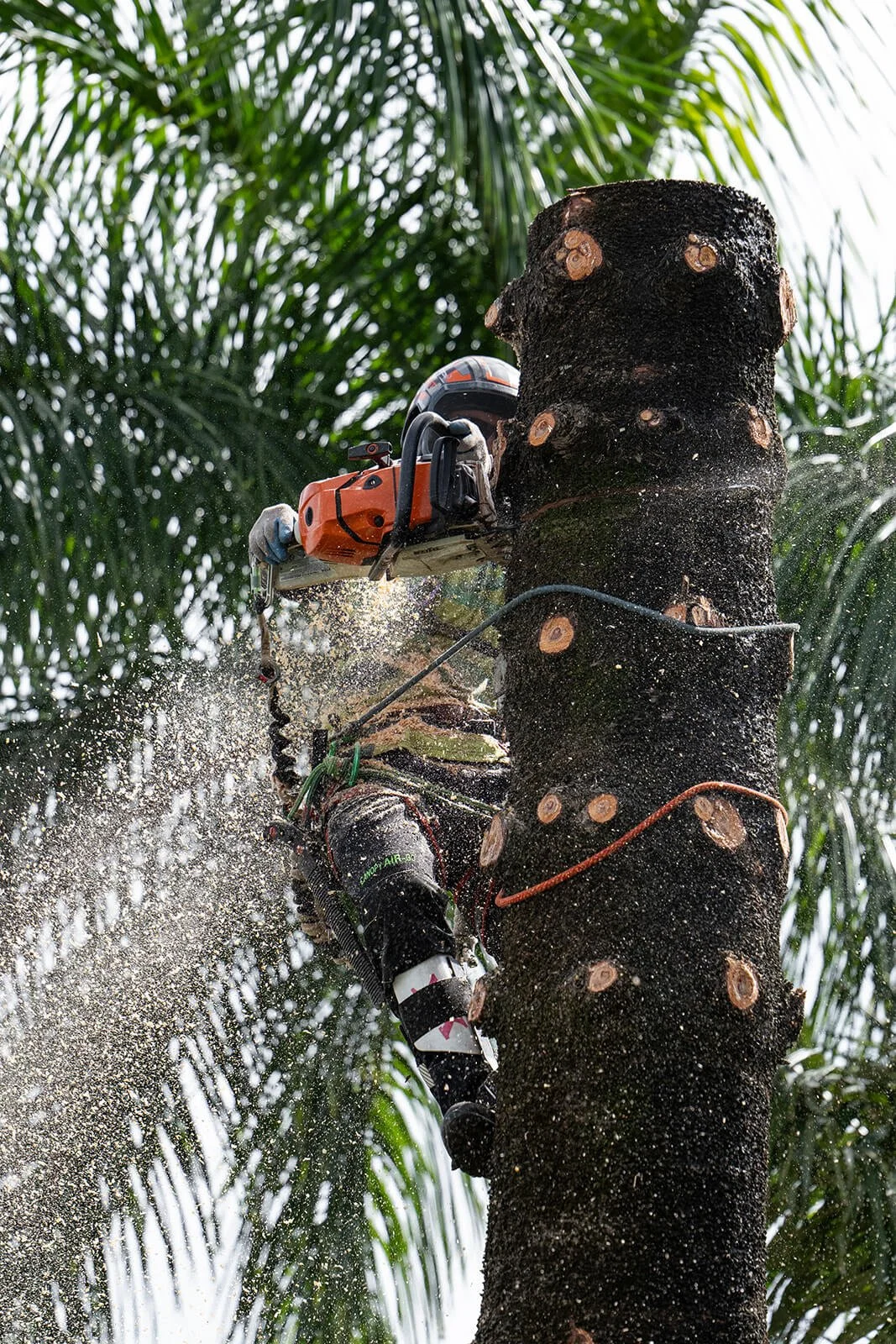 An arborist cutting a pine tree with a chainsaw, wearing gloves and a helmet, surrounded by green palm fronds.