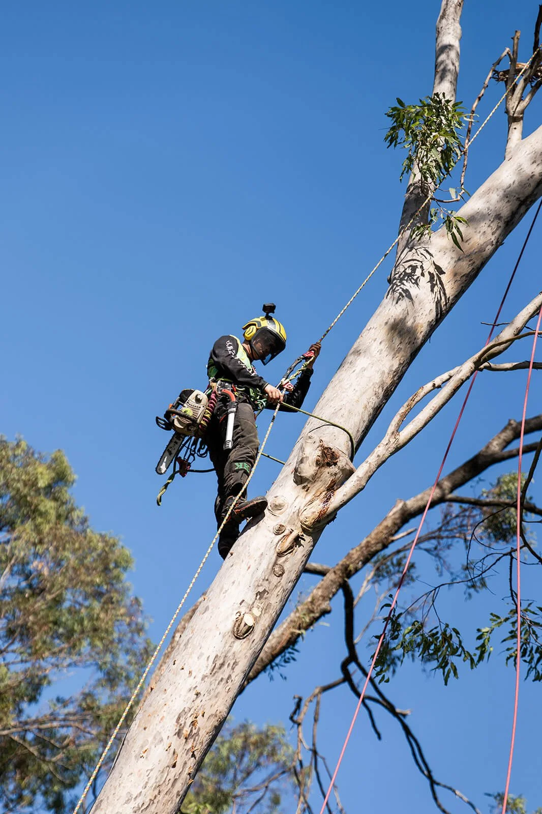 An arborist climbing a tall, leafless tree with climbing gear and safety ropes during daytime.