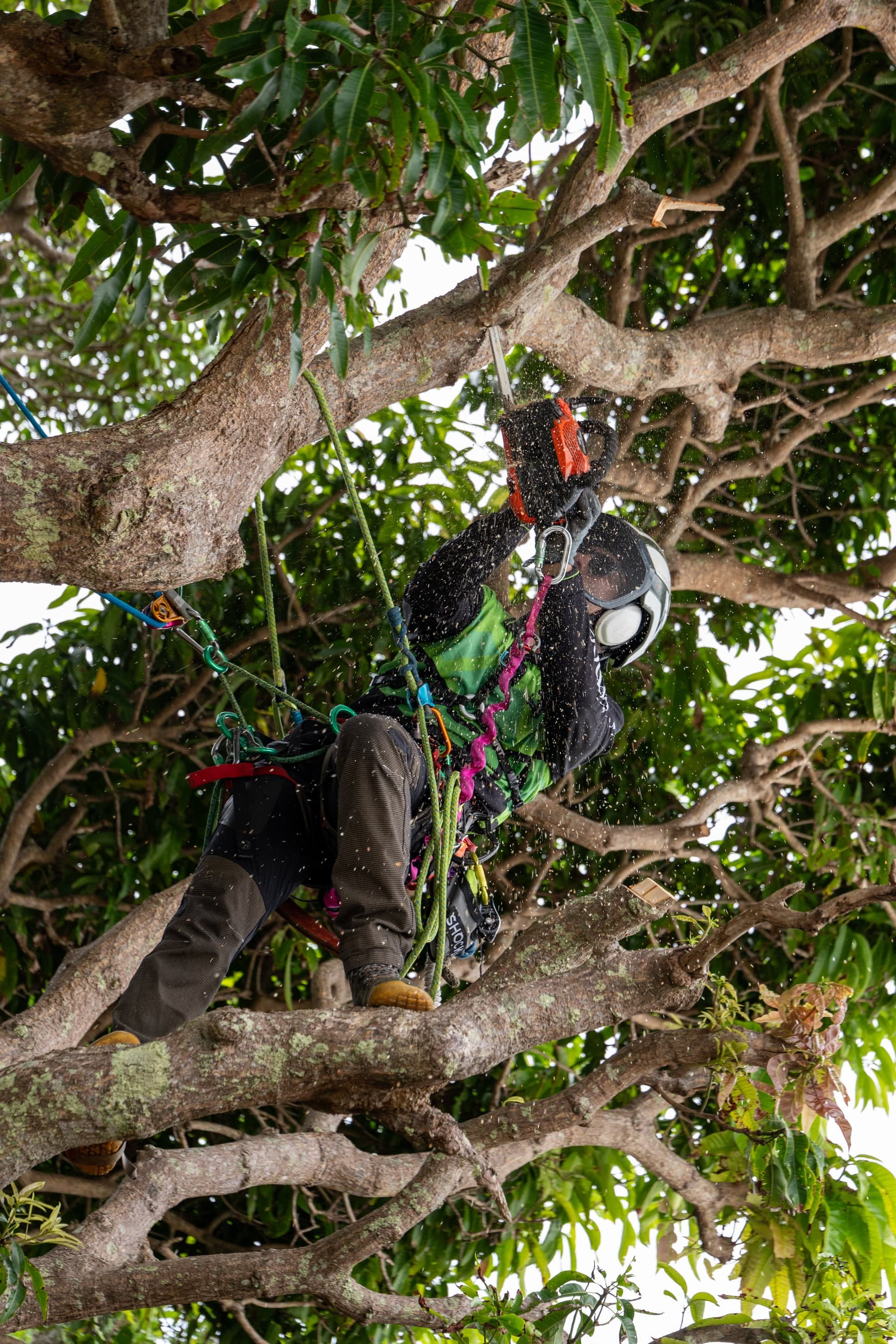 Arborist wearing climbing gear and a helmet climbing a tree with green leaves, using a chainsaw to cut a branch.