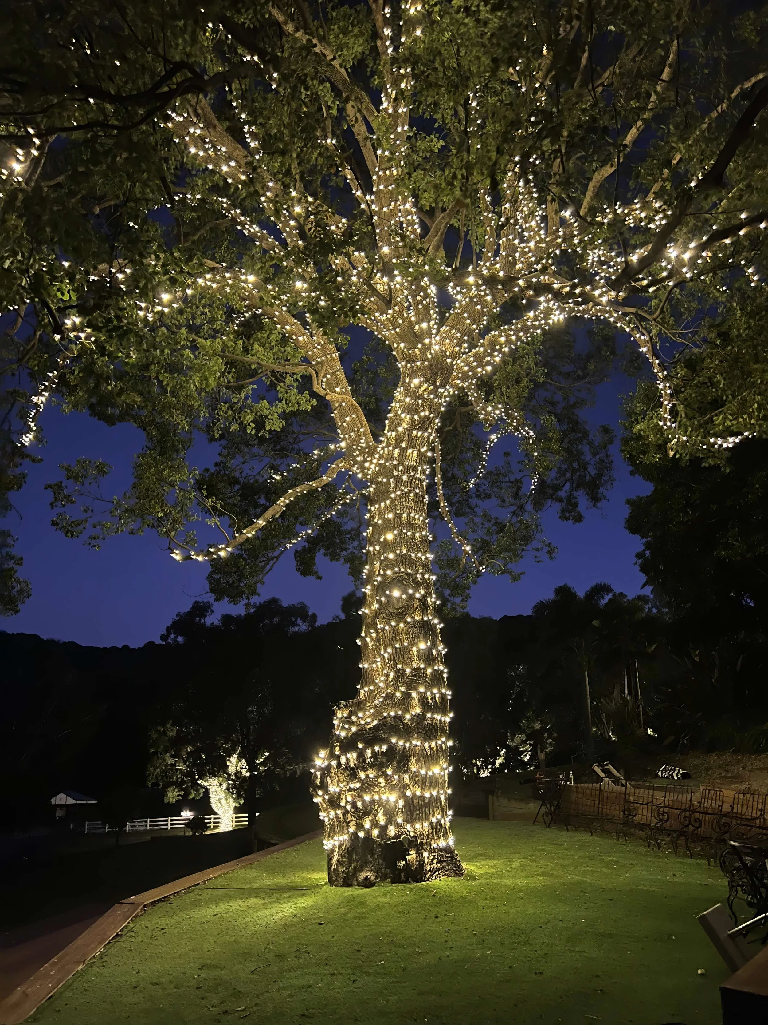 A large tree decorated with numerous warm fairy lights at night. The tree is surrounded by green grass, benches, and a paved pathway, with a dark blue sky and distant trees or hills background.
