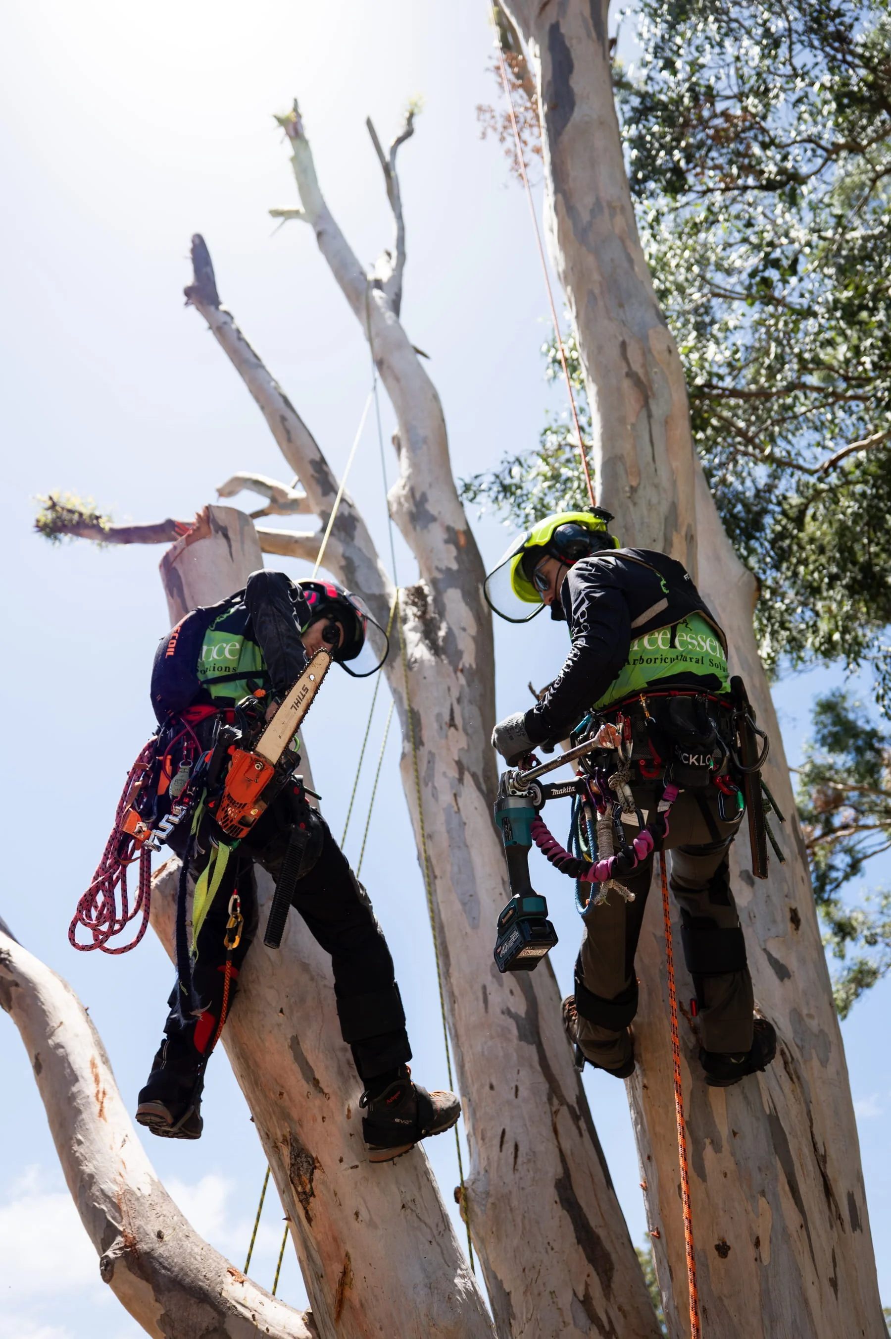 Two arborists working on a tall, white-barked tree, wearing safety helmets, harnesses, and climbing gear, with one holding a chainsaw and the other operating a power tool, under a clear blue sky.