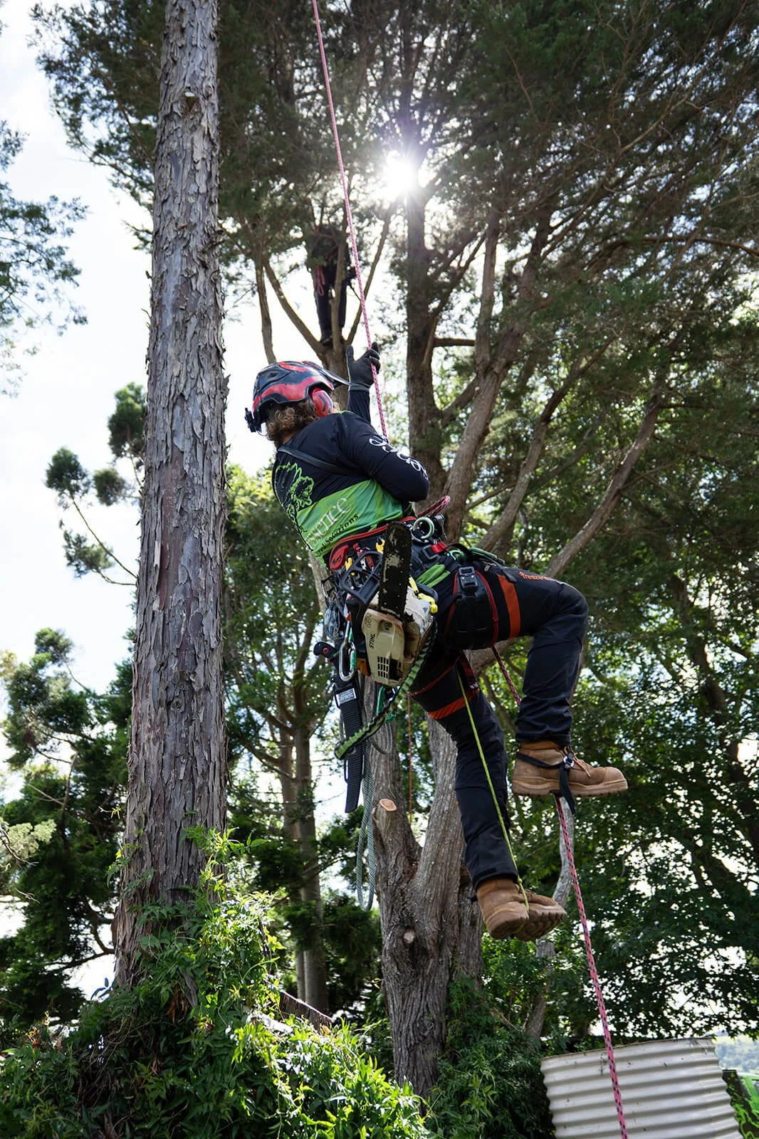 An arborist in safety gear climbing a tall tree with a harness and rope, with the sun shining through the branches in the background.