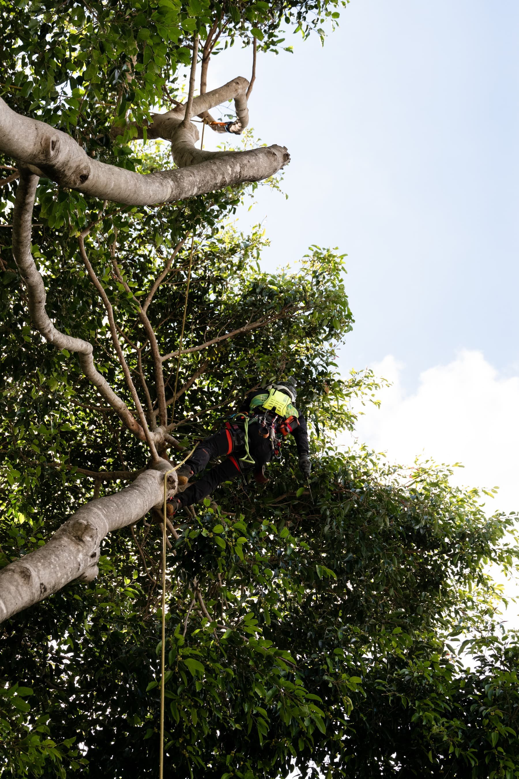 Arborist in safety gear climbing a tall tree with lush green foliage against a blue sky.