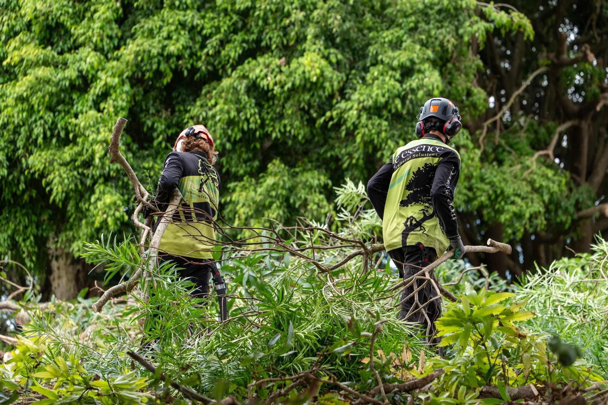 Two arborists wearing helmets and safety gear trimming branches of a large tree in a lush green outdoor area.