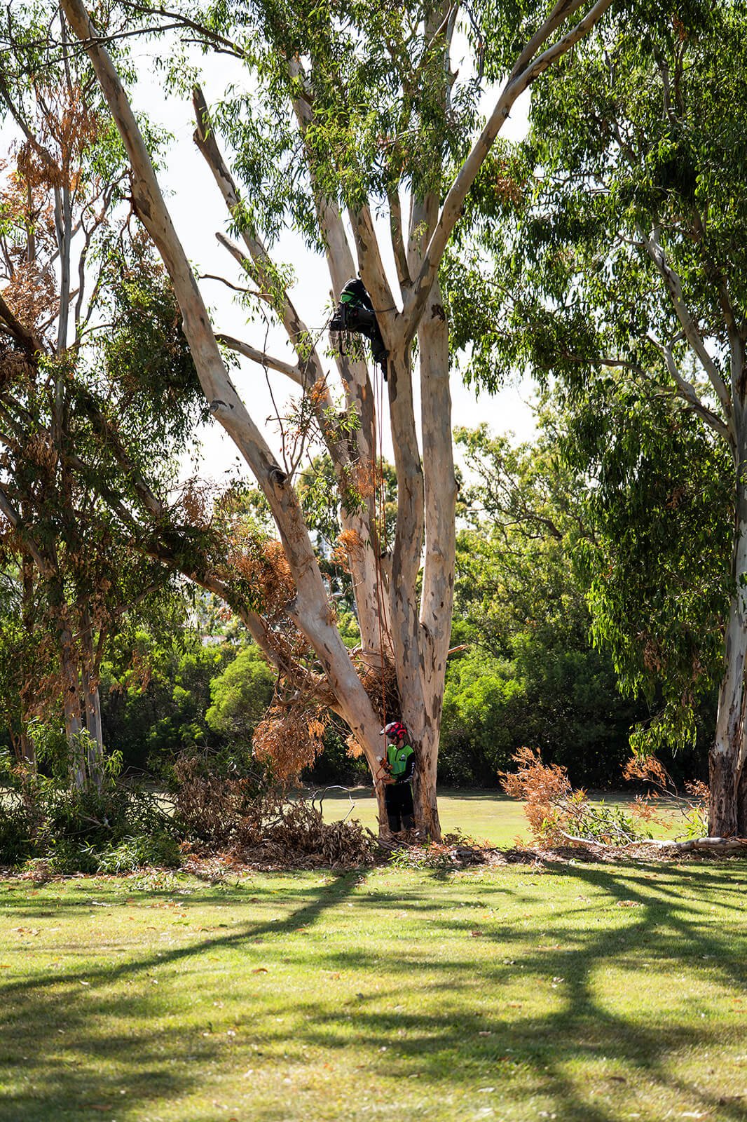 An arborist pruning a large tree with a harness and ropes, while another person stands below observing in a grassy park with other trees.