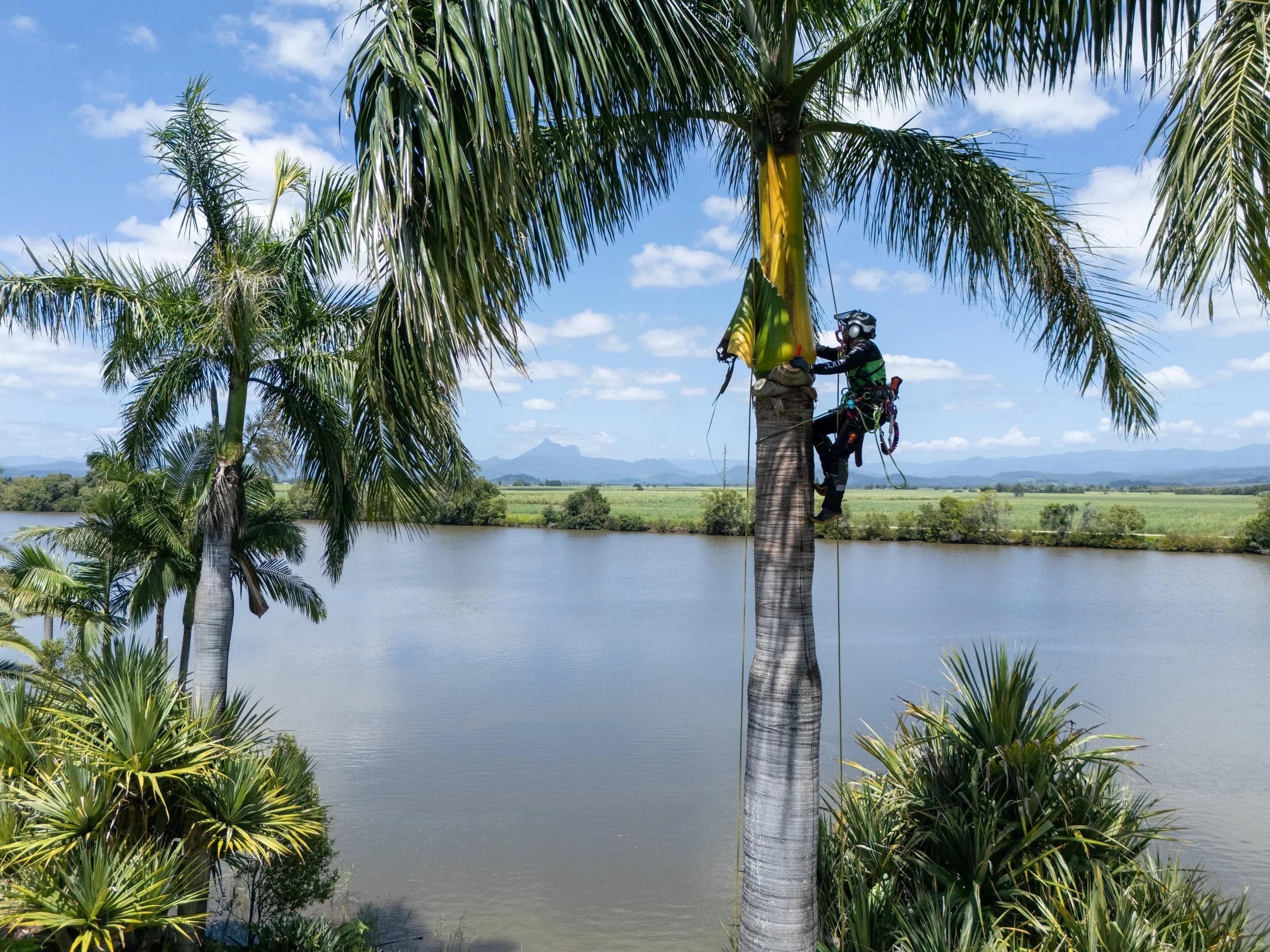 What to Expect From Certified Palm Tree Pruners on the Gold Coast