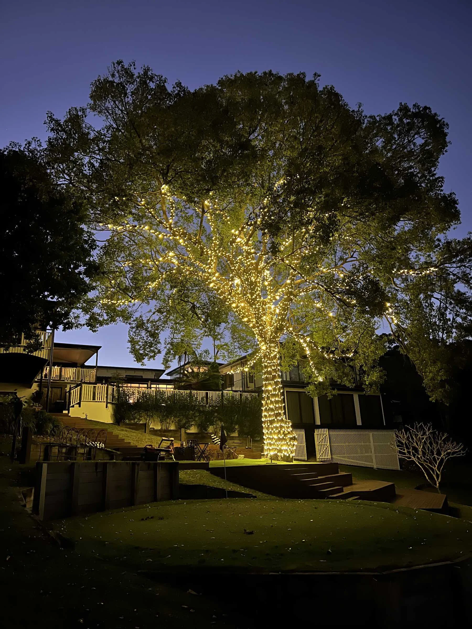 Night view of a tree decorated with warm fairy lights wrapped around the trunk and branches, with two houses or apartments visible in the background, and a step staircase leading up to the houses.