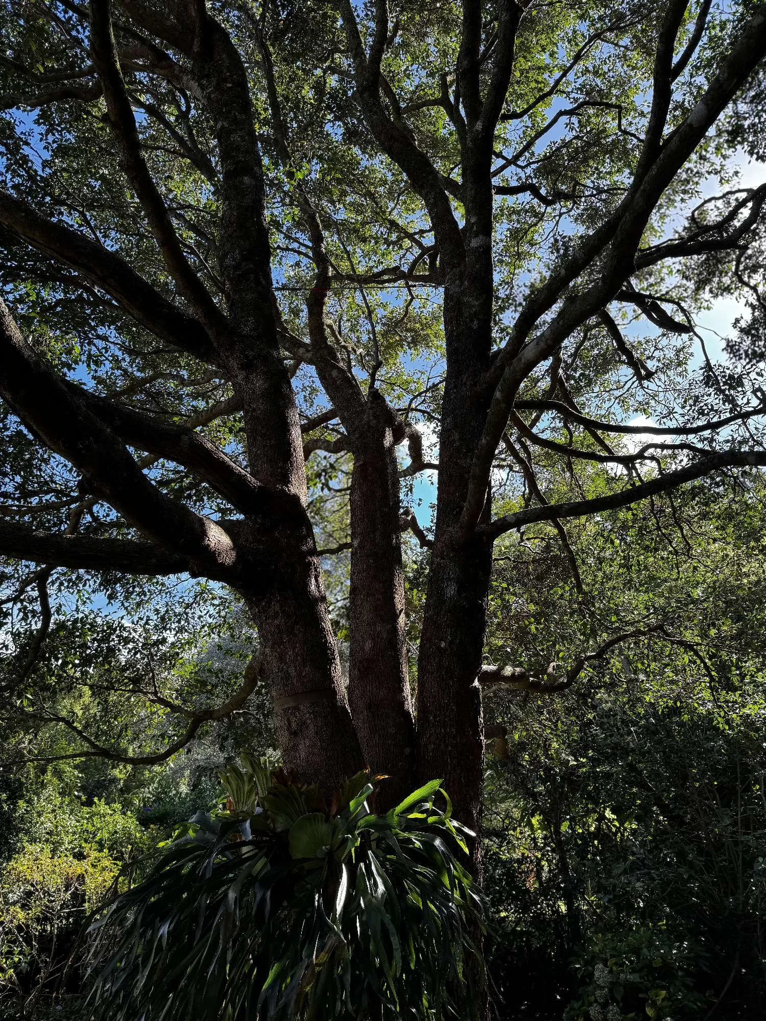 A tall tree with a wide trunk and many branches extending outward, surrounded by lush greenery under a clear blue sky. A metal cable is securing the two tree trunks.