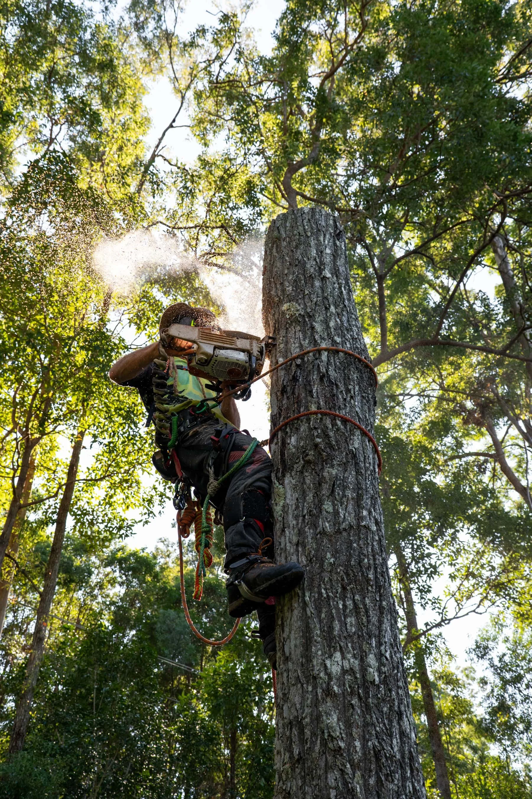 Tree climber with safety gear cutting a tall tree with a chainsaw, surrounded by dense green forest.