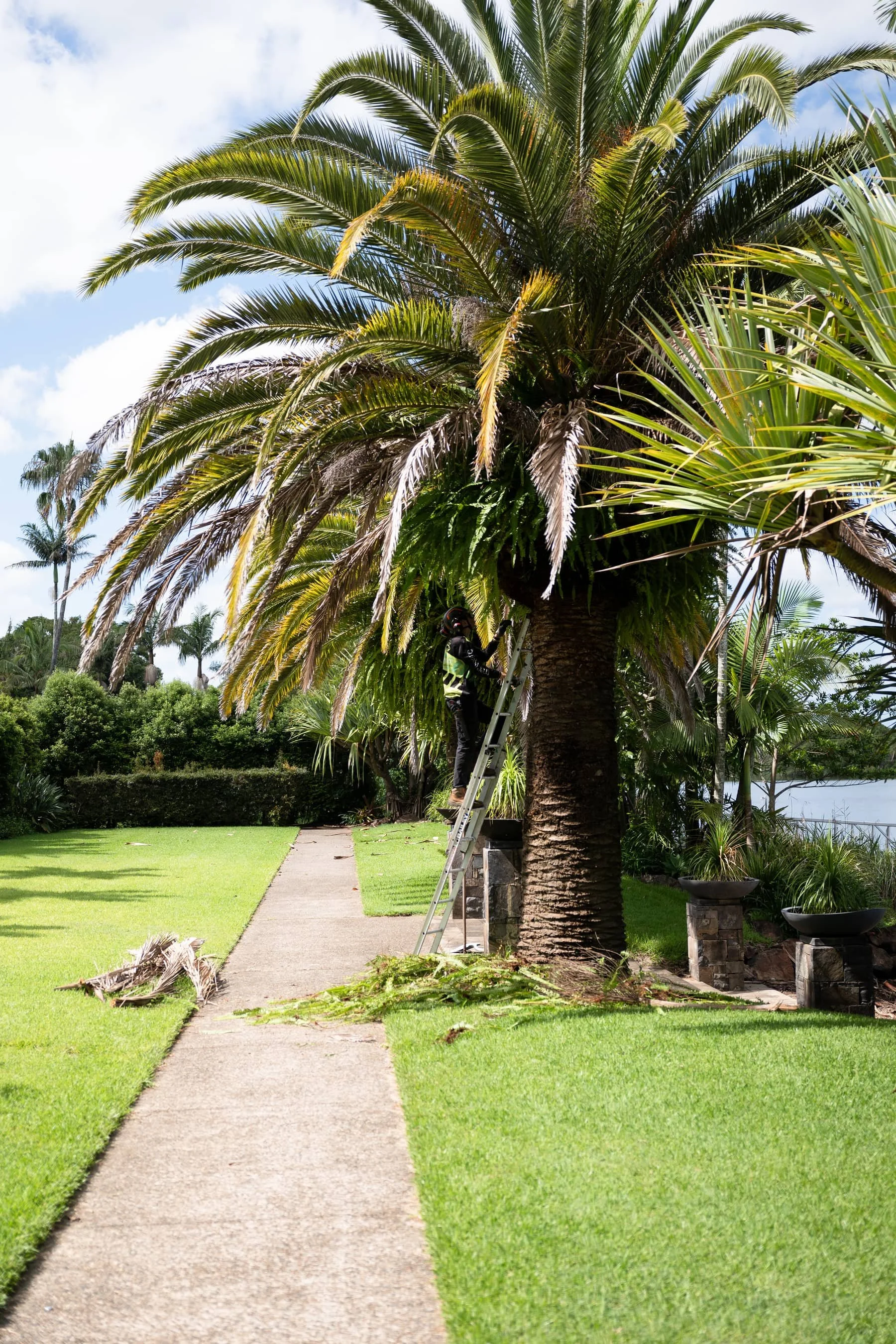 An arborist pruning a large palm tree with a ladder beside it, surrounded by green grass and potted plants on brick pedestals, under a partly cloudy sky.