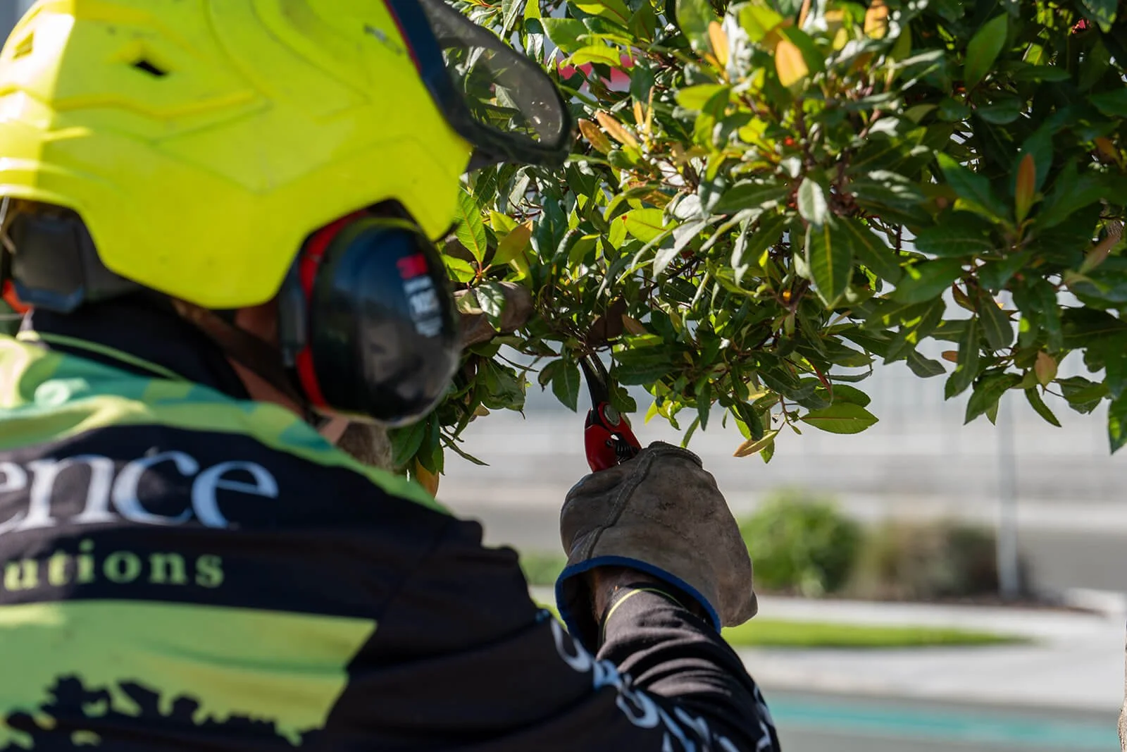 Arborist wearing a yellow safety helmet, hearing protection, and gloves is trimming a tree with pruning shears outdoors.