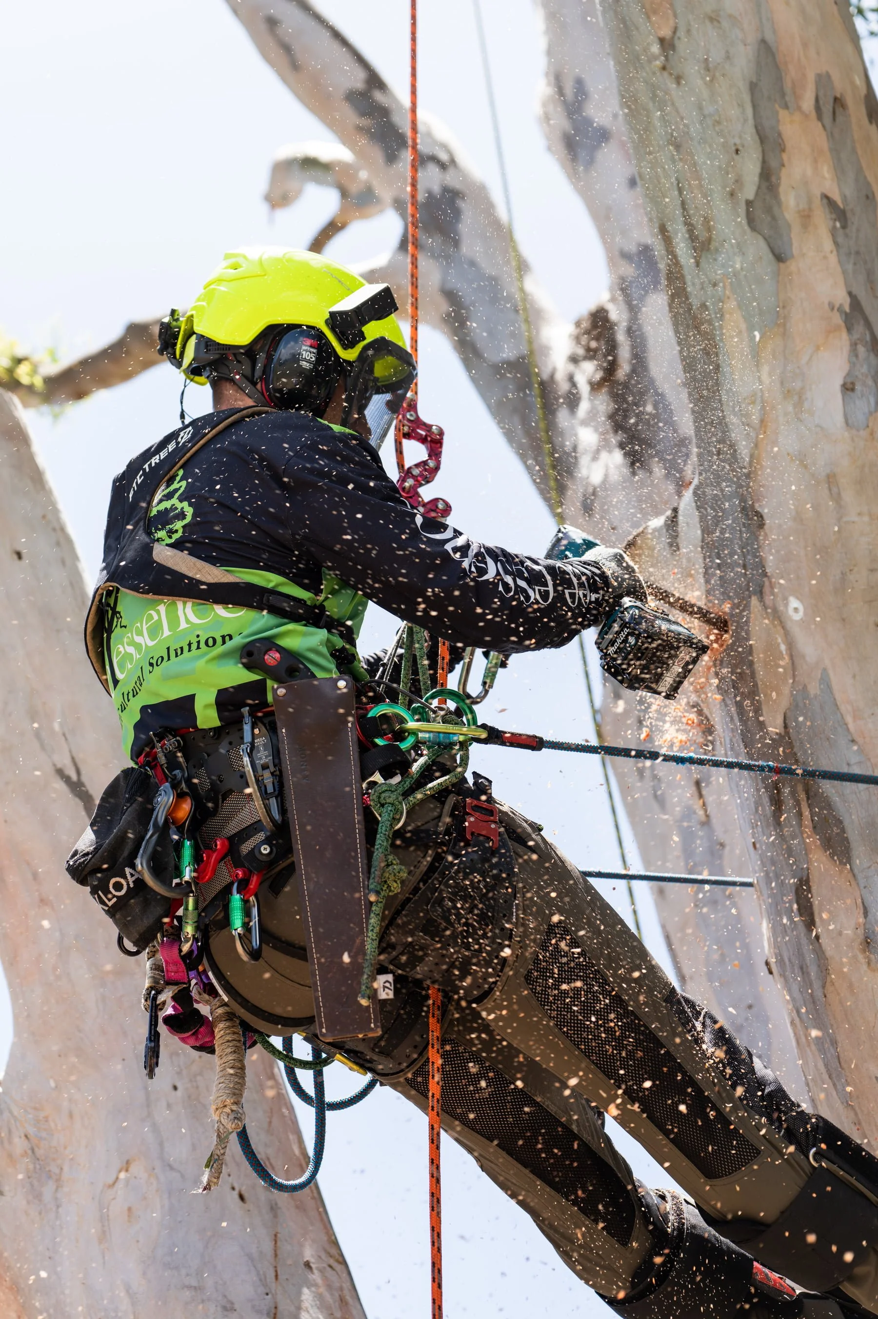 An arborist wearing a yellow helmet and climbing gear scaling a tree, with a safety rope visible and using a drill to create a artificial hollow in the tree for wildlife.