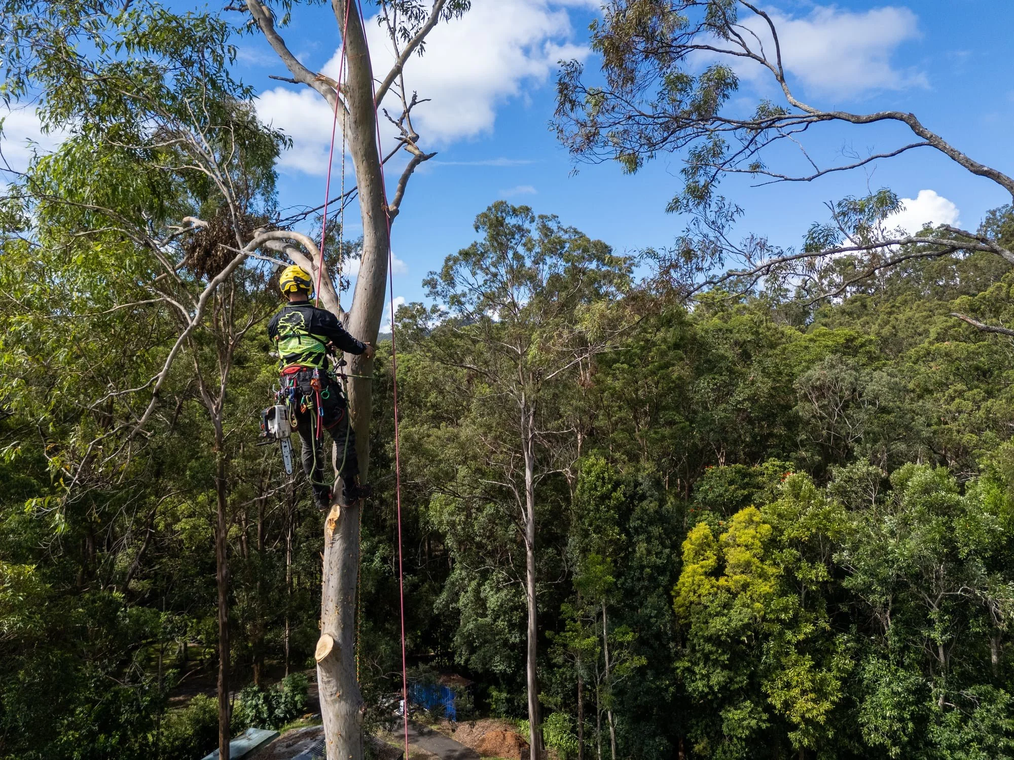 An arborist  wearing a helmet and harness is climbing and pruning a tall tree with a chainsaw attached, in a dense forest with a bright blue sky and scattered white clouds.