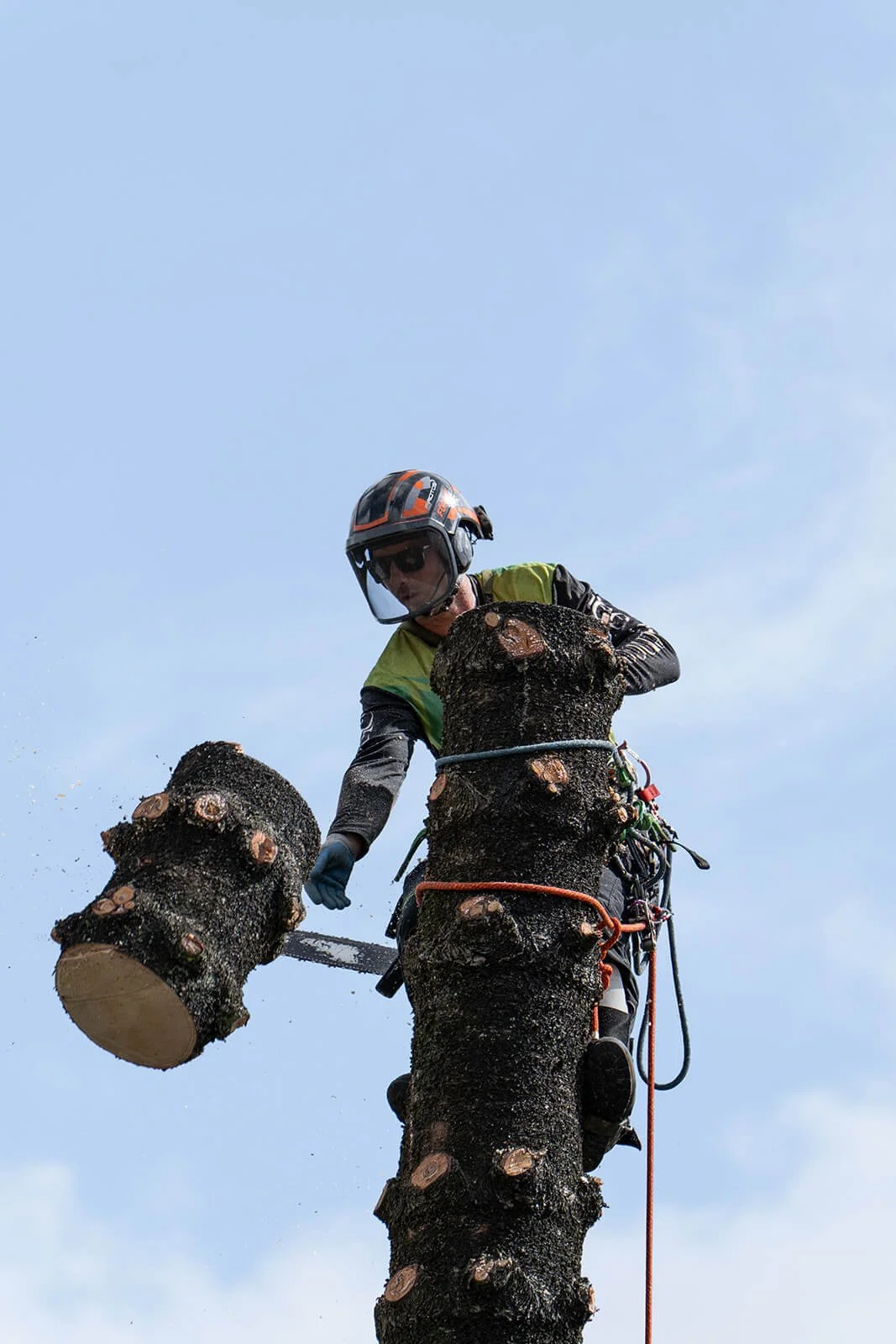 Arborist in safety gear cutting a large pine tree with a chainsaw against a clear blue sky.