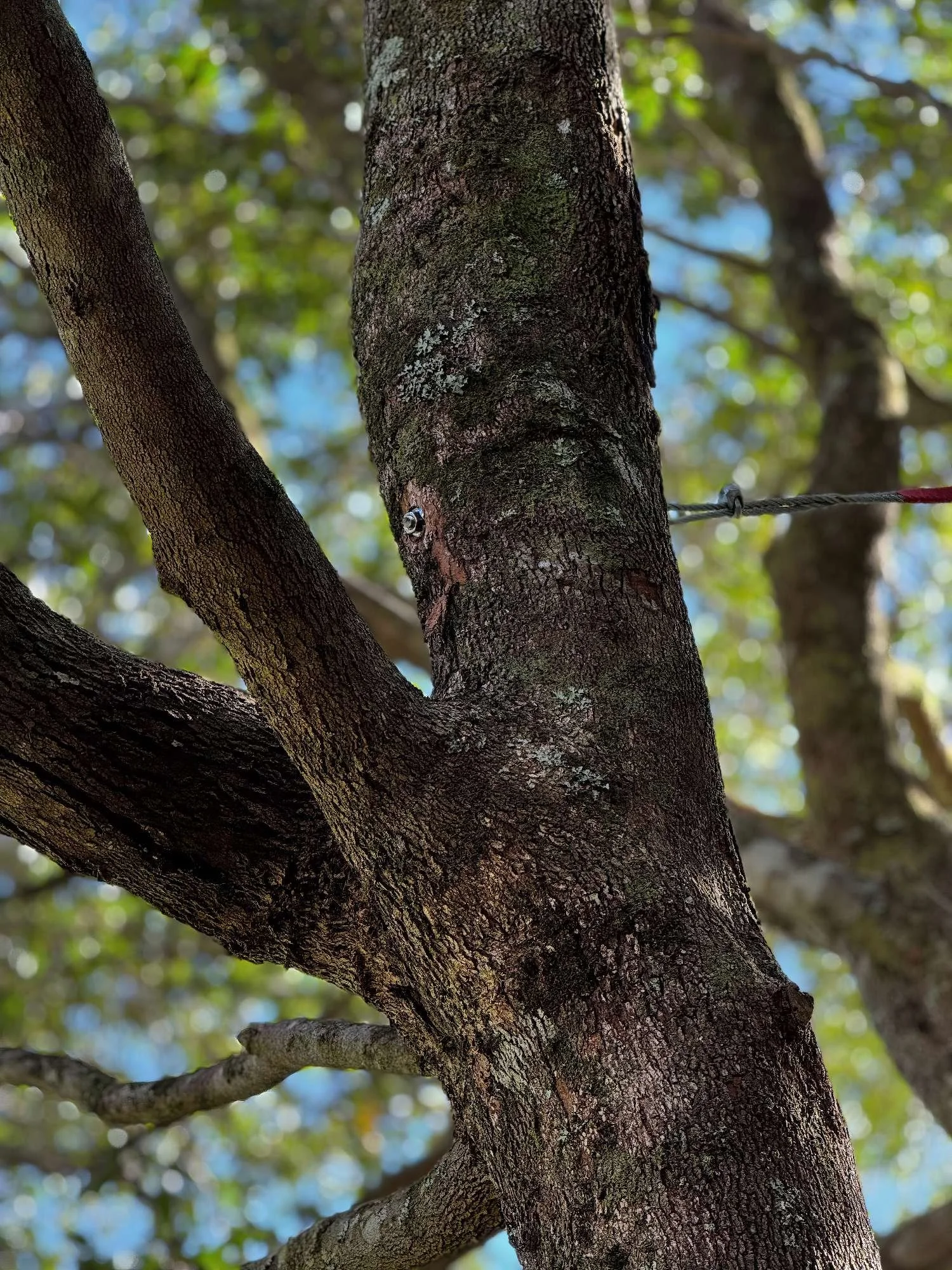 Close-up of tree trunk with textured bark and a metal cabling and bolt, branches, and green and blue blurred background.