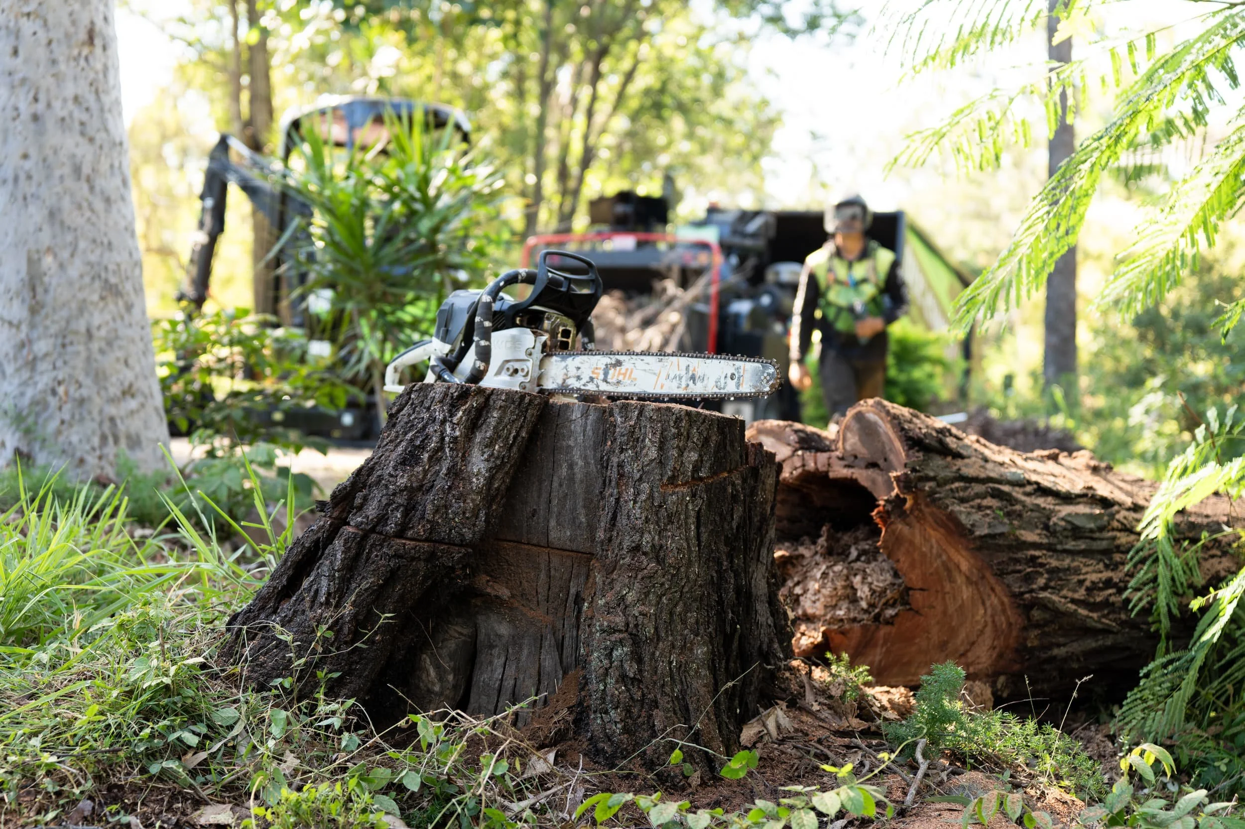 Tree Stump Removal Methods: Which Option Is Best?