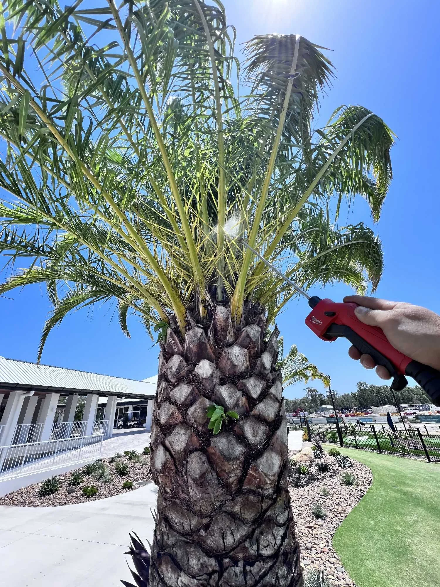 An arborist holding a red and black tool spraying treatment on a Canary Island Date Palm outdoors on a sunny day, with a clear blue sky.