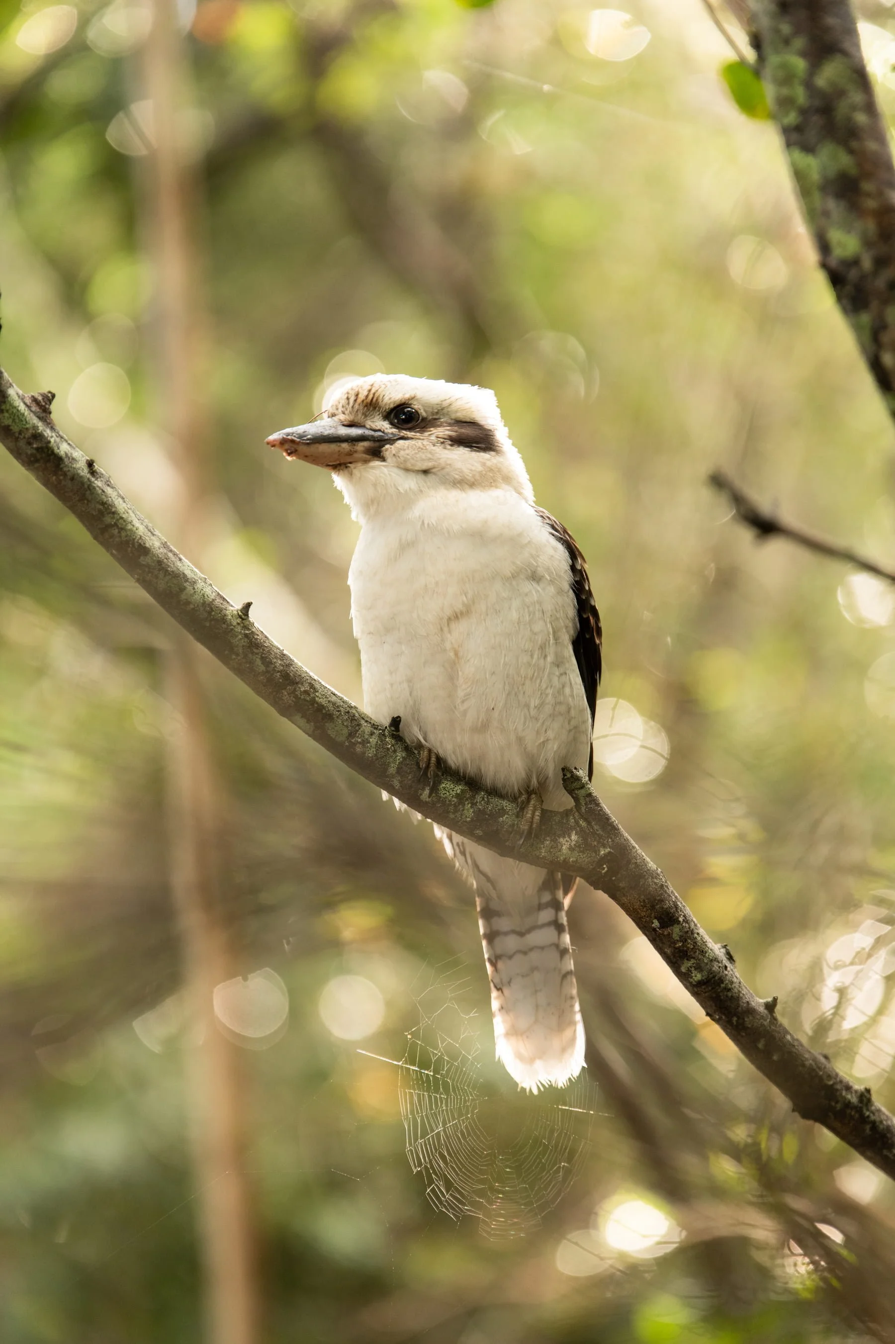 A Kookaburra bird perched on a tree branch in a forest, with a spider web visible beneath it and blurred green foliage in the background.