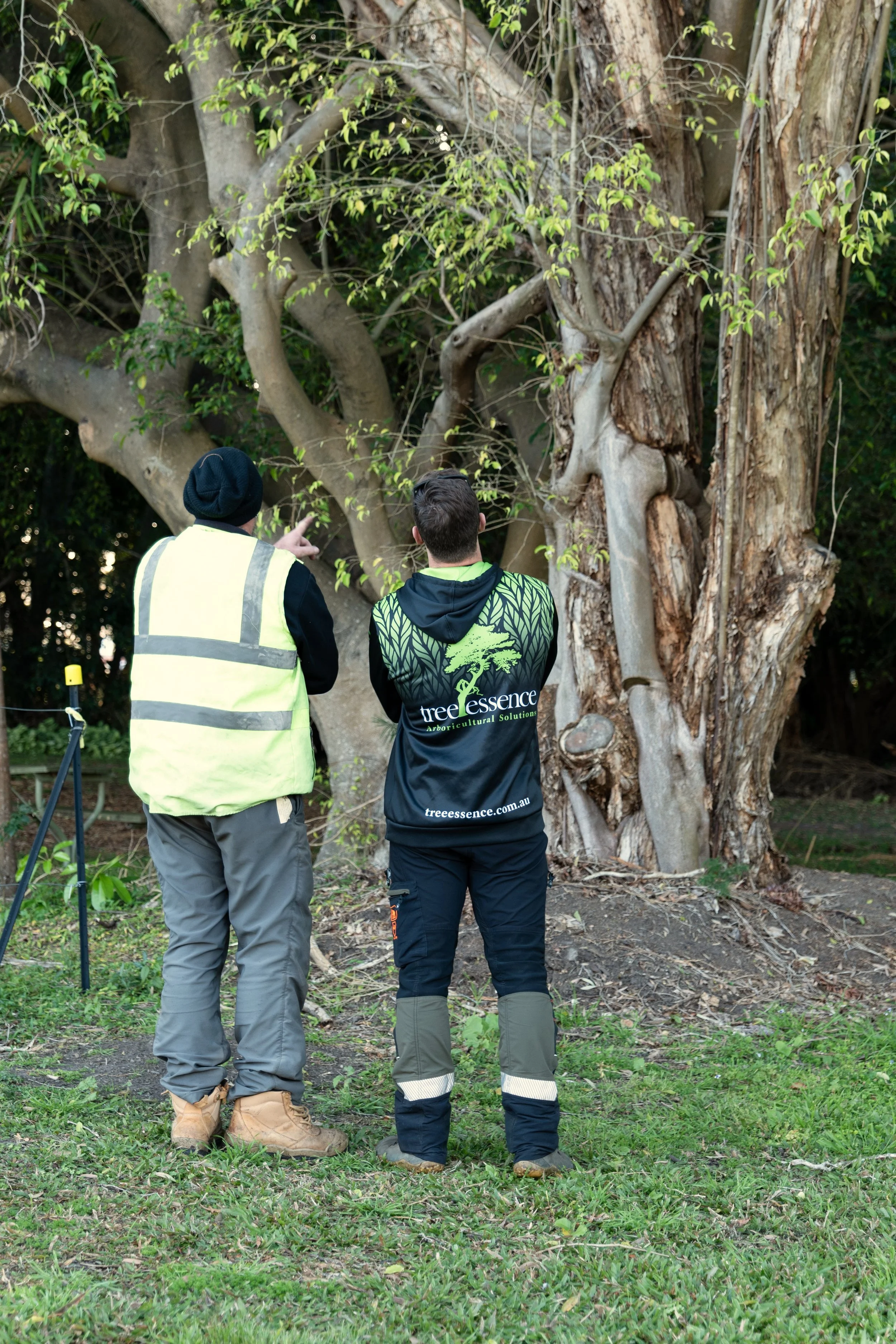 Two men standing in front of a large, old tree, discussing its condition. One man wears a neon safety vest and tan work boots, the other wears a black jacket with green lettering that says 'Tree Essence' and black pants.