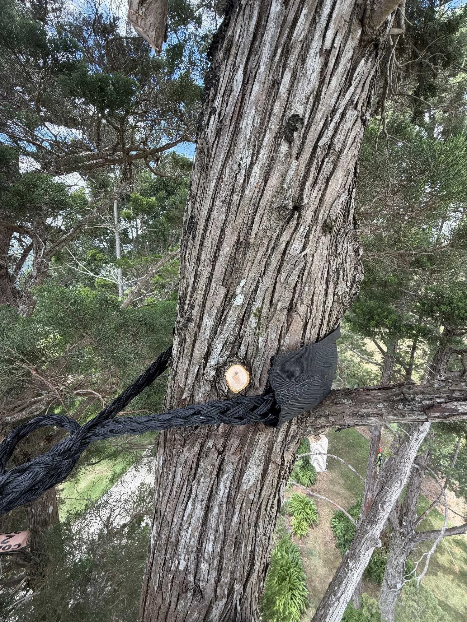 Close-up view of a sturdy tree trunk with textured bark, secured with a brace of black braided straps, amidst other trees and green foliage in an outdoor setting.