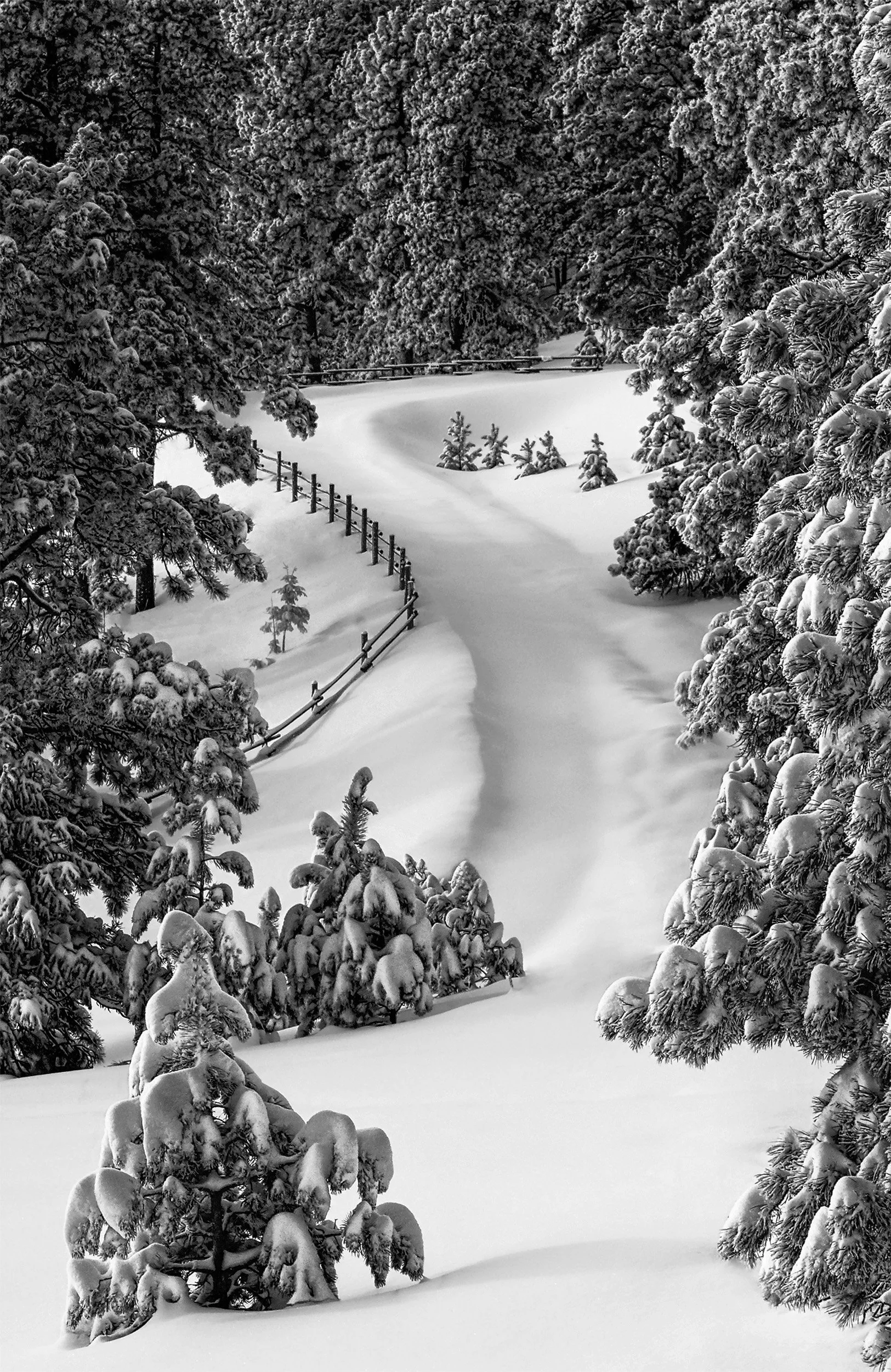 The Elegance Of Winter.jpg