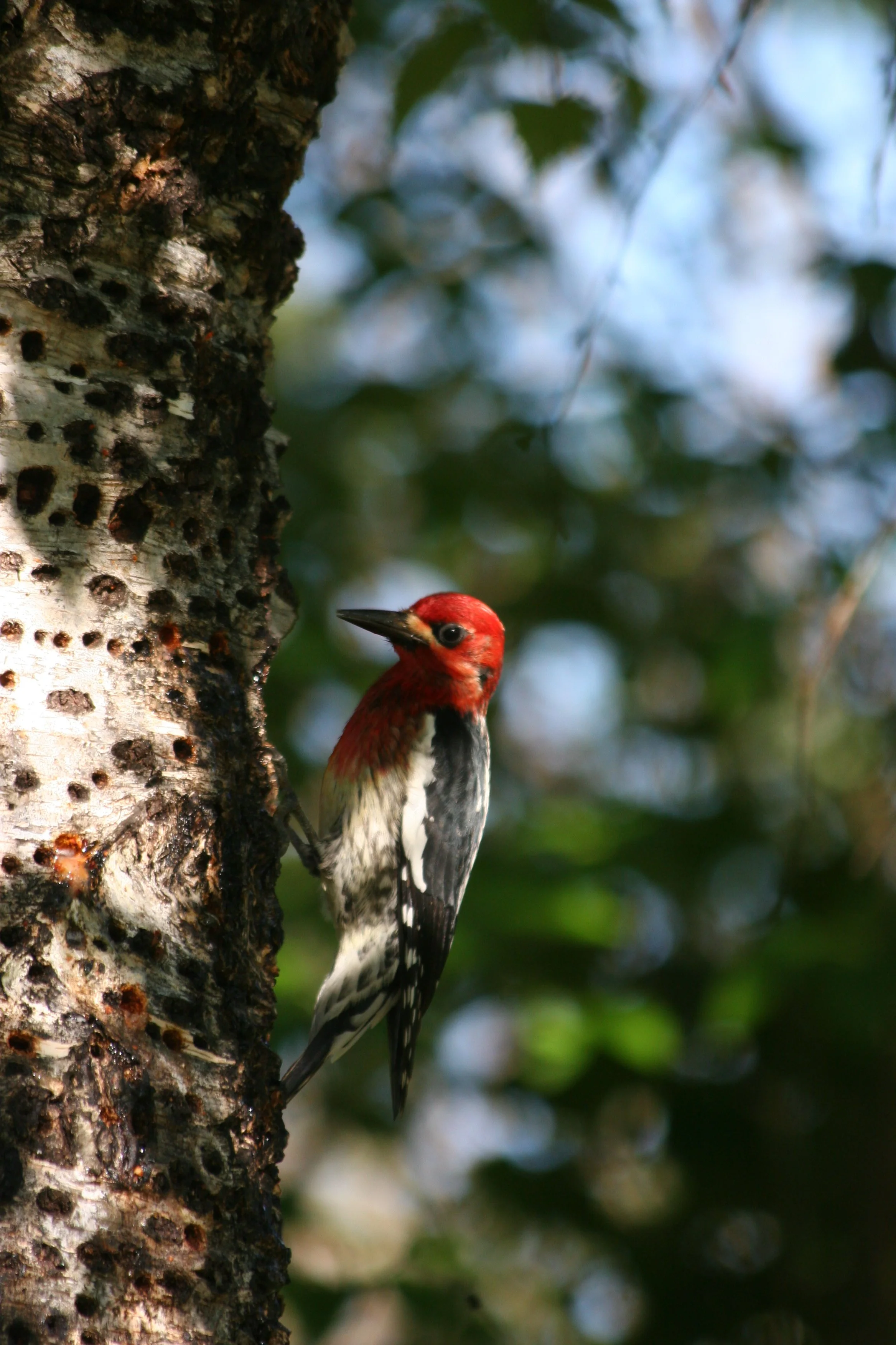 A woodpecker with a red head and black and white body clinging to a tree trunk.