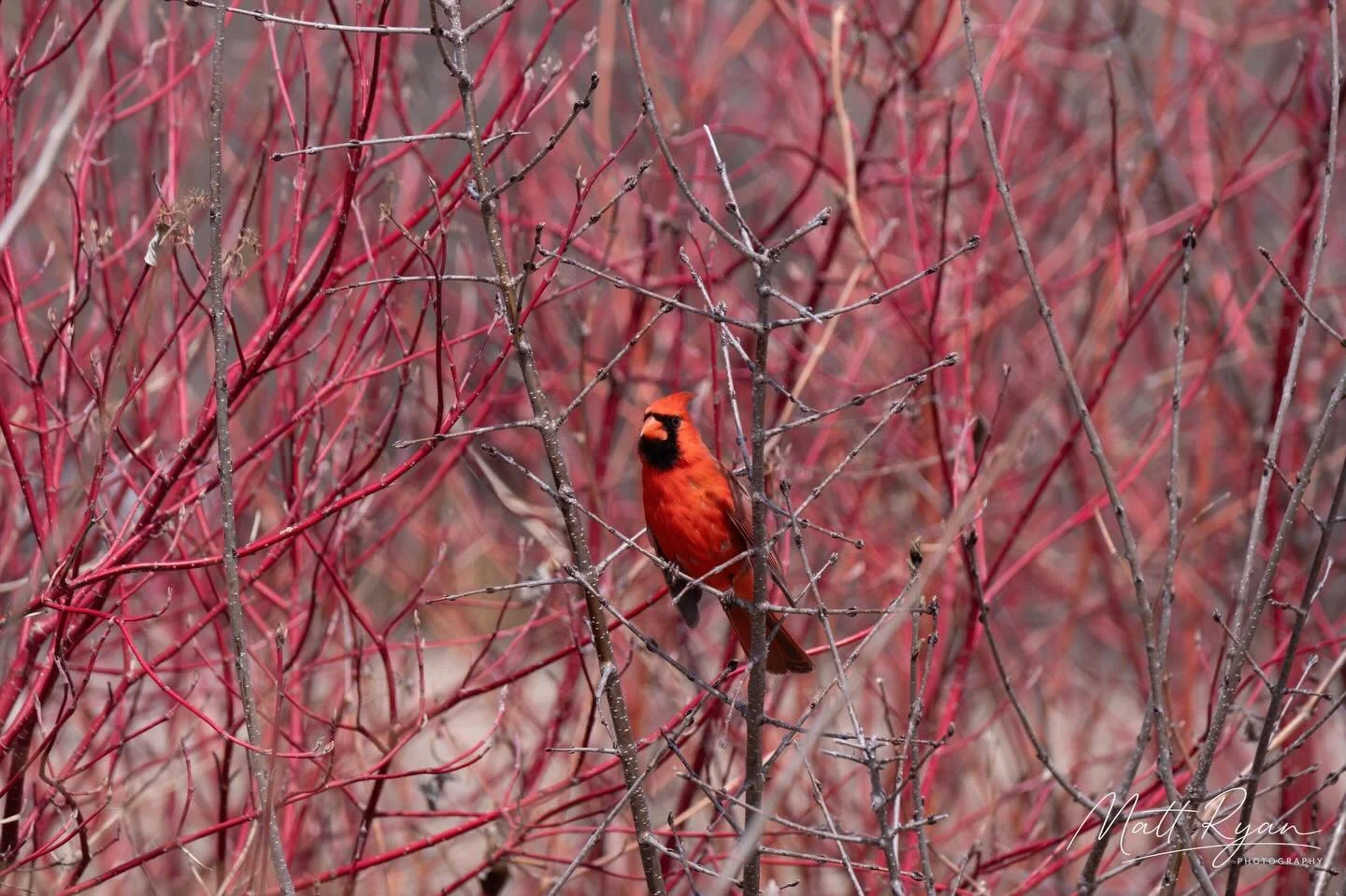 Birds of Lake Minnetonka

#lakeminnetonka #minnesotabirds #photography #birdphotography #fujifilm