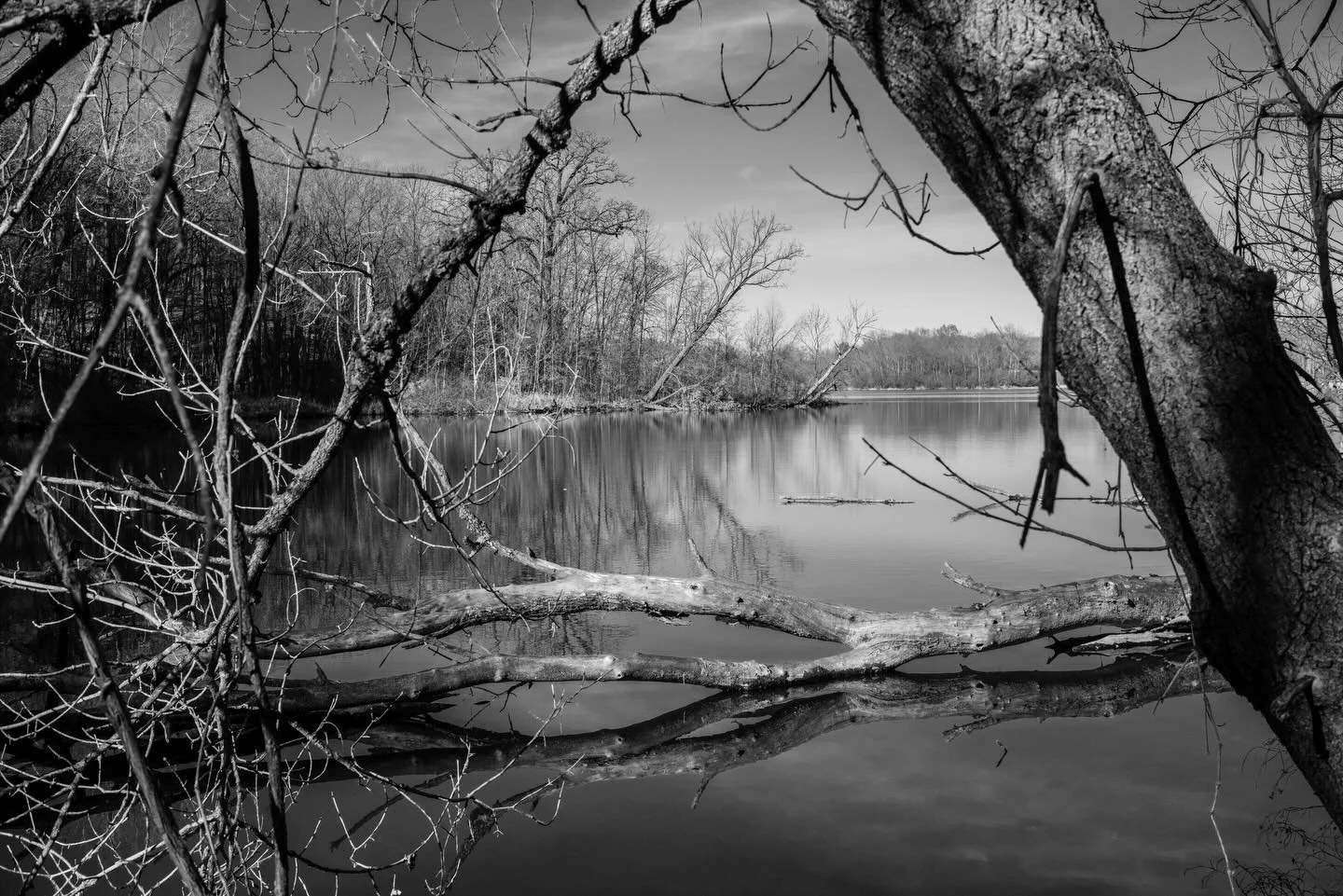 Some monochrome love in Wolsfeld Woods. 

#blackandwhite #photography #fujifilmxe5 #ttartisans #ttartisans27mmf28 #minnesota #minnesotaphotographer #forestphoto
